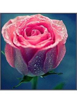 2292 ภาพ diamond "กุหลาบอาบน้ำค้าง"