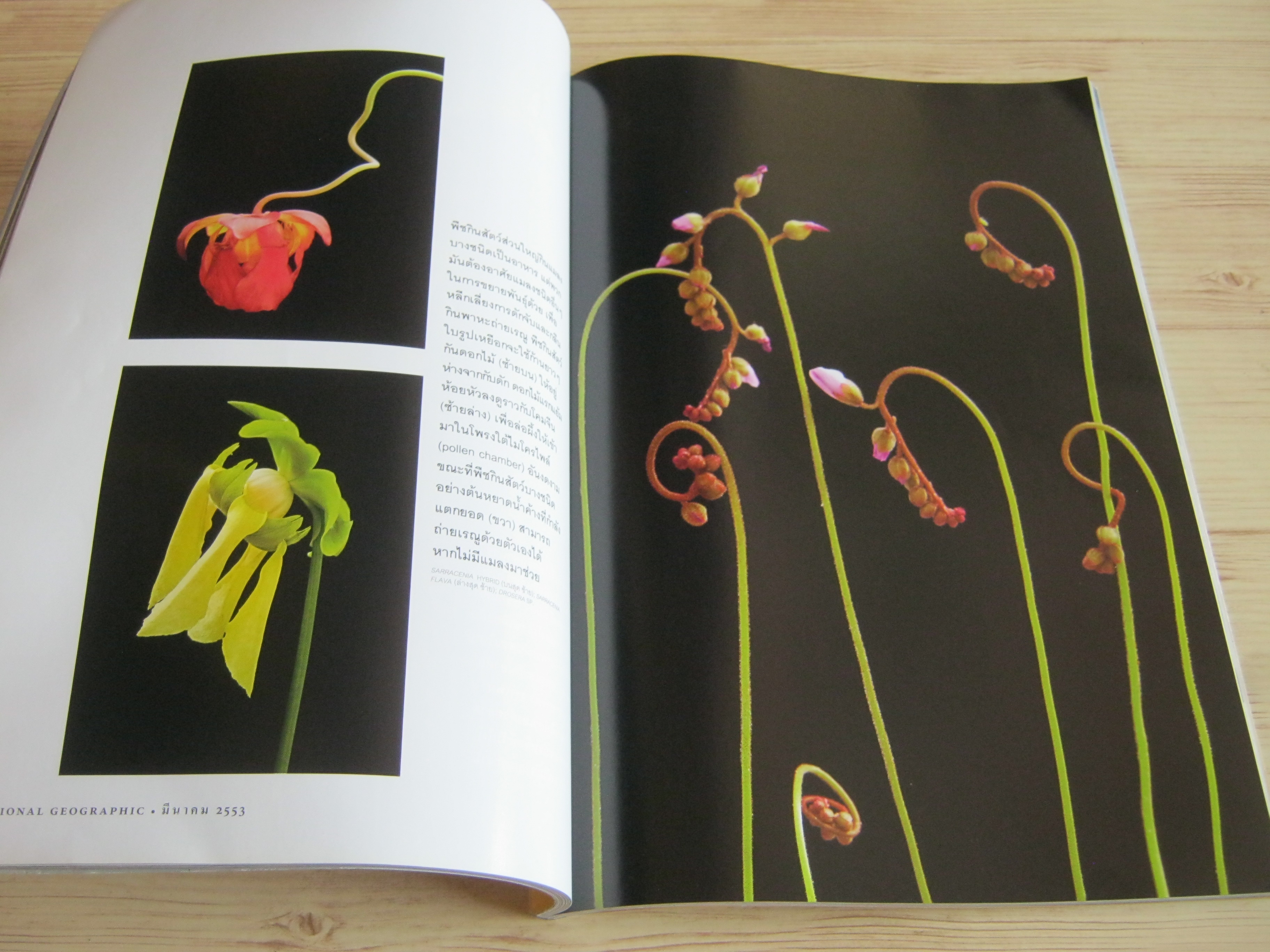 NATIONAL GEOGRAPHIC ฉบับภาษาไทย มีนาคม 2553 เมื่อชาละวันครองพิภพ