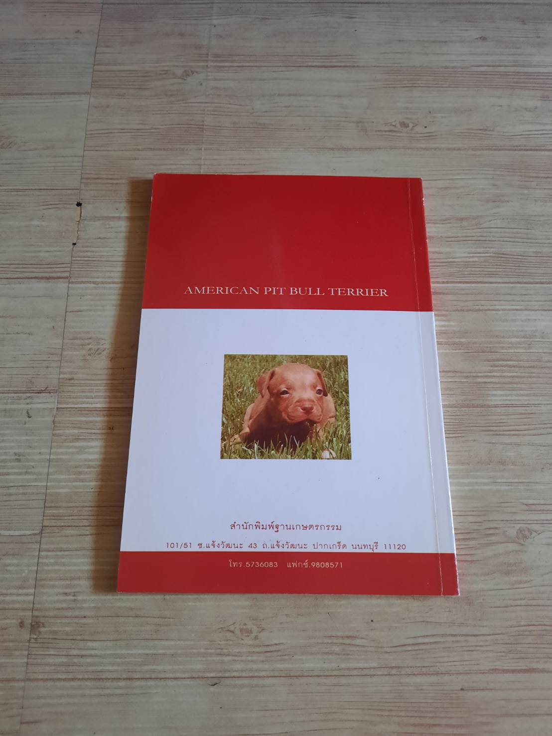 อเมริกัน พิต บูล เทอเรีย สันต์ นาคะสุวรรณ เขียน***สินค้าหมด***
