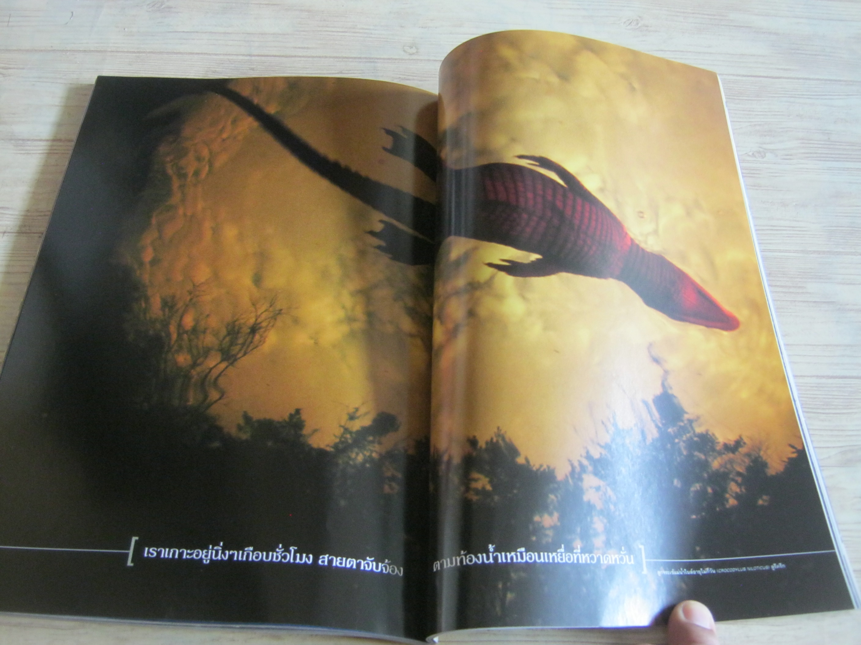 NATIONAL GEOGRAPHIC ฉบับภาษาไทย สิงหาคม 2547 ทำไมต้องอ้วน