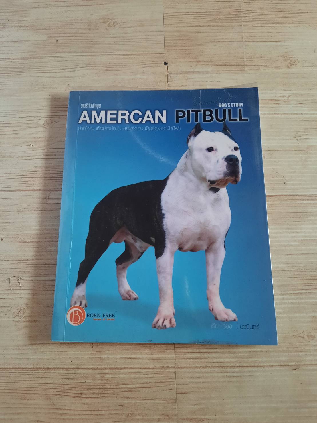 DOG'S STORY American Pitbull