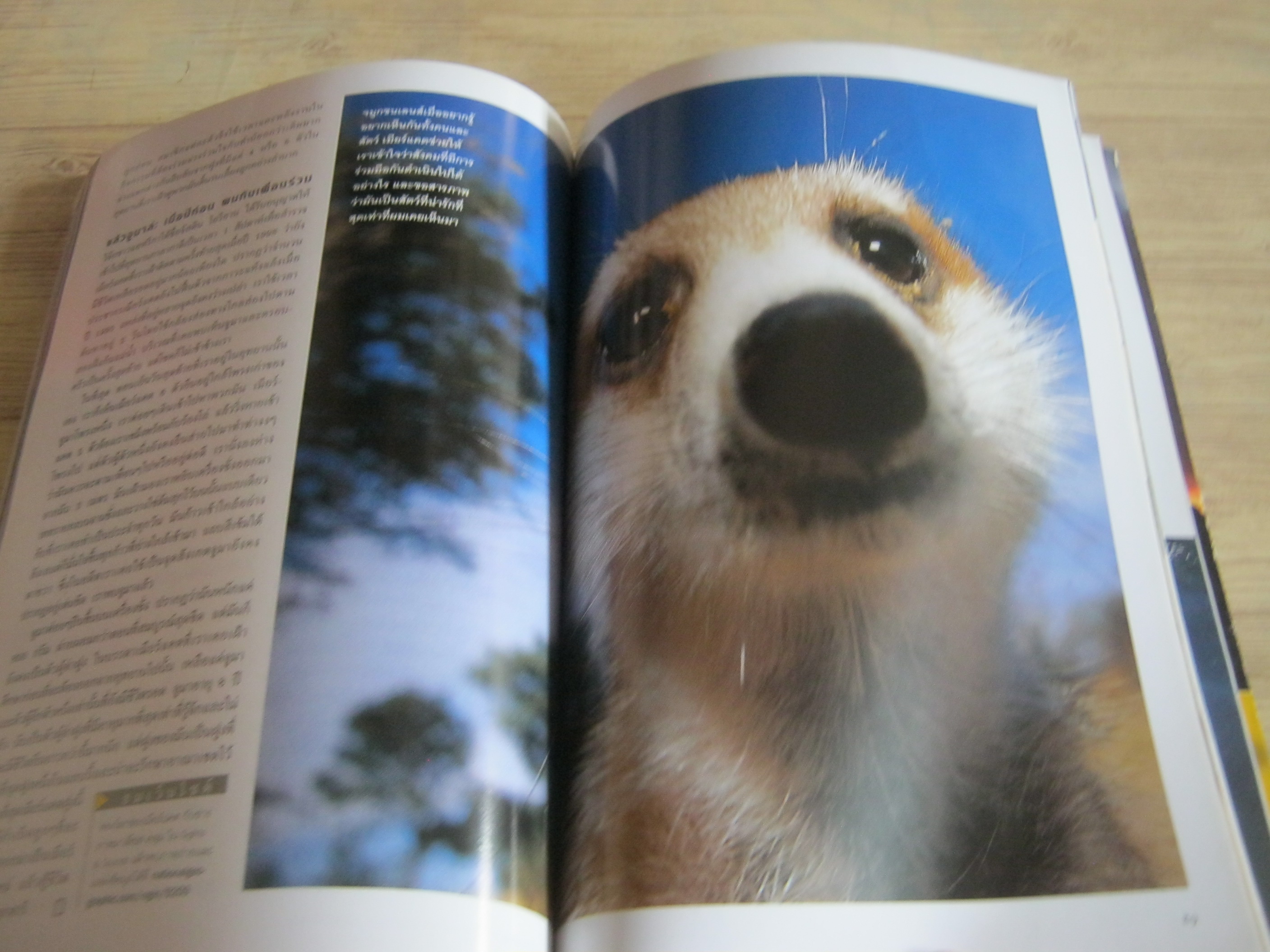 NATIONAL GEOGRAHIC ฉบับภาษาไทย กันยายน 2545 เมียร์แคต ยืนหยัดสู้โลก