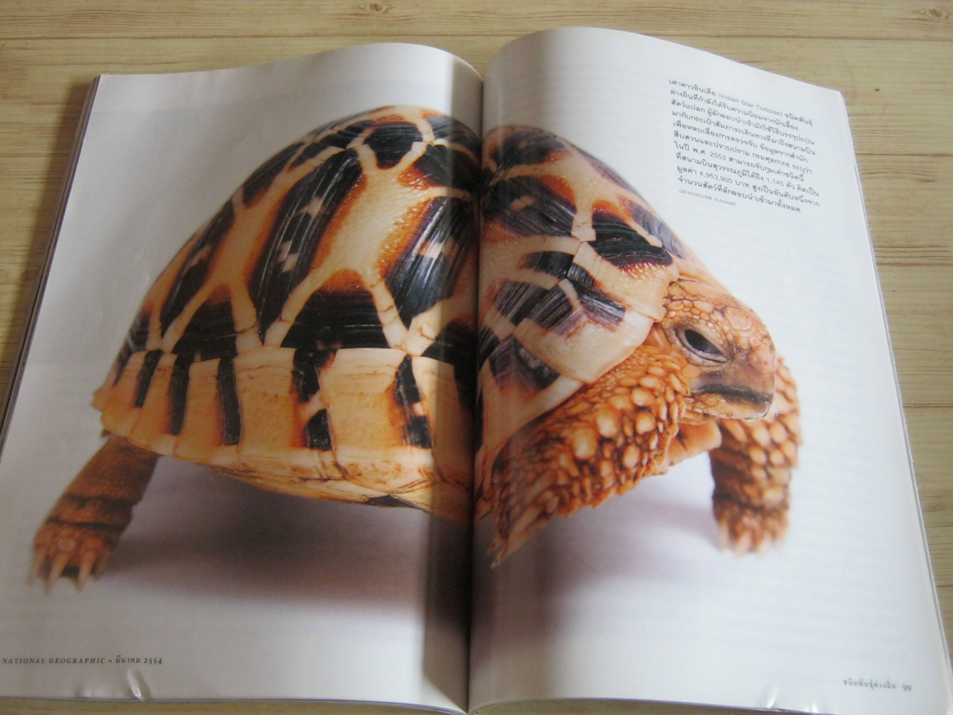 NATIONAL GEOGRAPHIC ฉบับภาษาไทย มีนาคม 2554 แอนโทรโปซีน ยุคมนุษย์ครองโลก