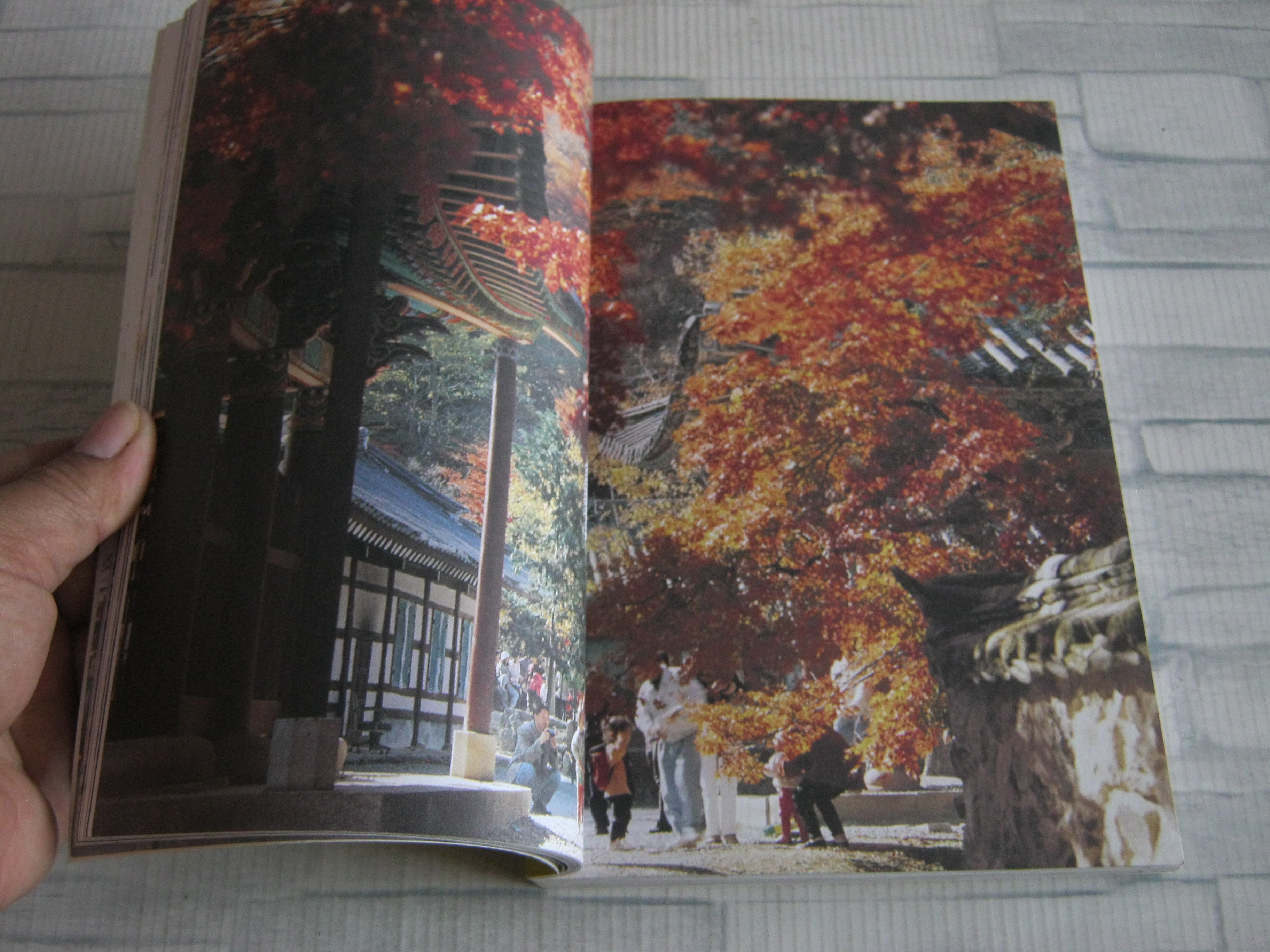 healthy korea ปวิตรา เกษมเนตร เขียน