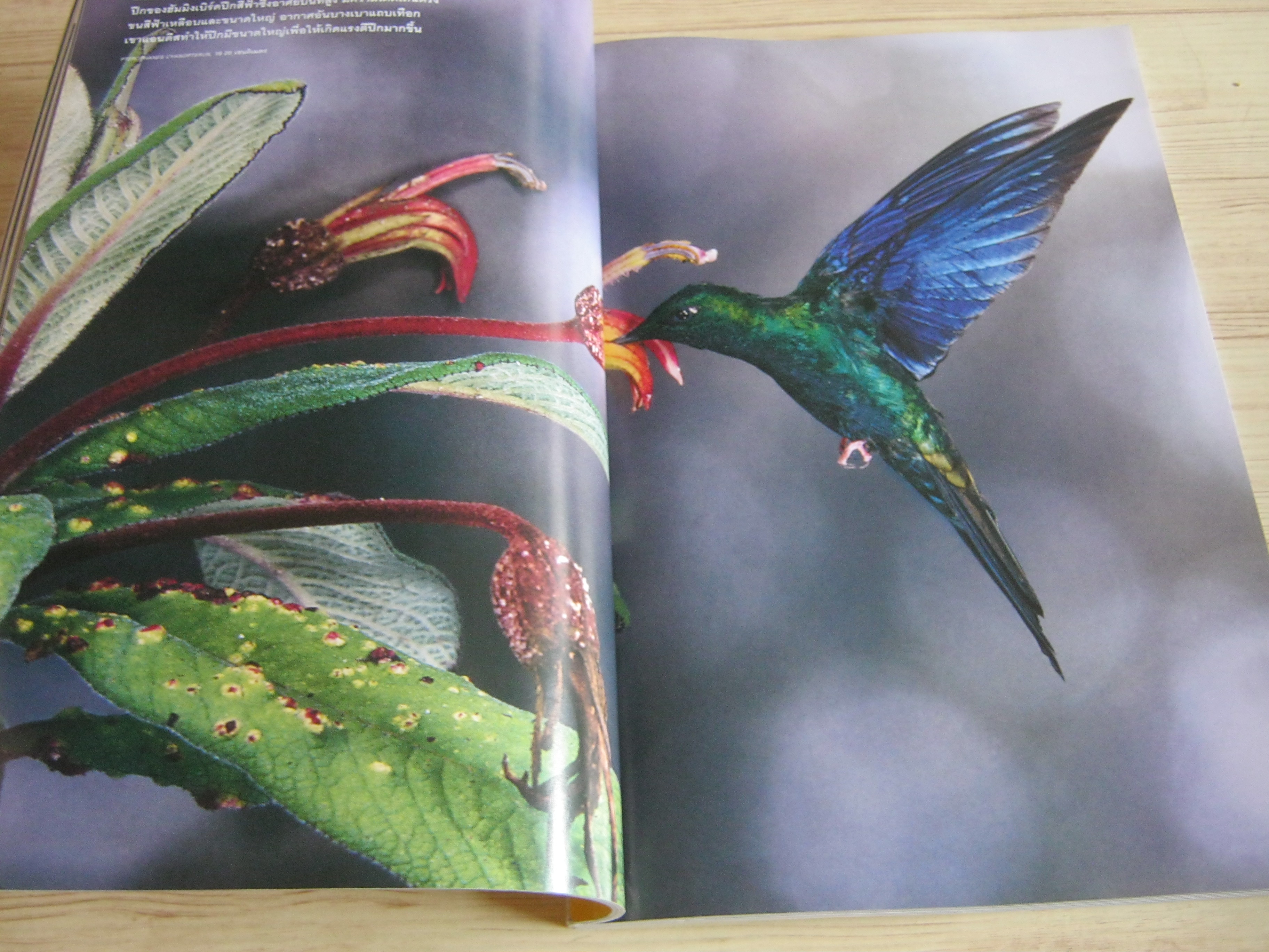 NATIONAL GEOGRAPHIC ฉบับภาษาไทย มกราคม 2550 ฮัมมิงเบิร์ด นกมหัศจรรย์