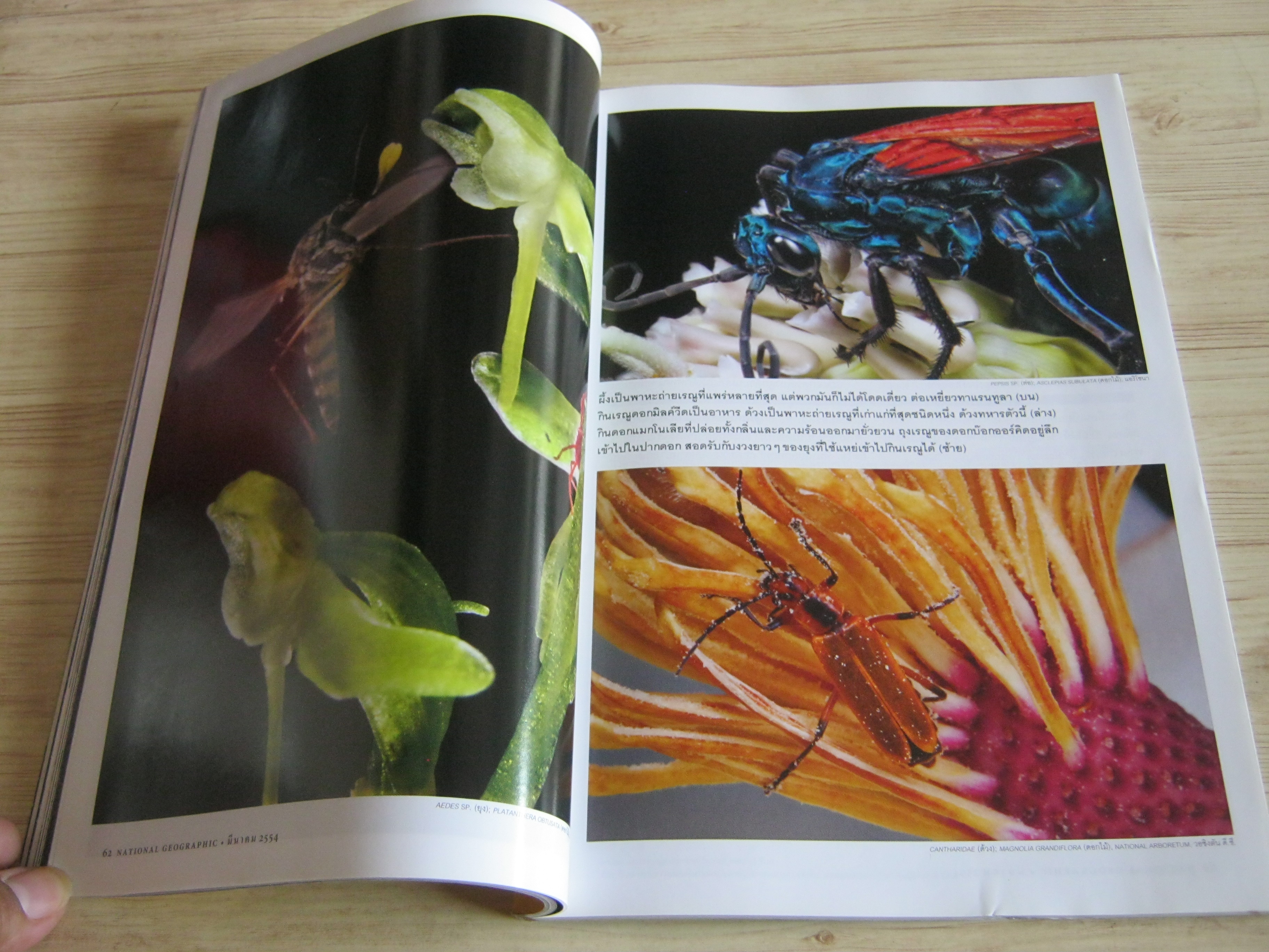 NATIONAL GEOGRAPHIC ฉบับภาษาไทย มีนาคม 2554 แอนโทรโปซีน ยุคมนุษย์ครองโลก