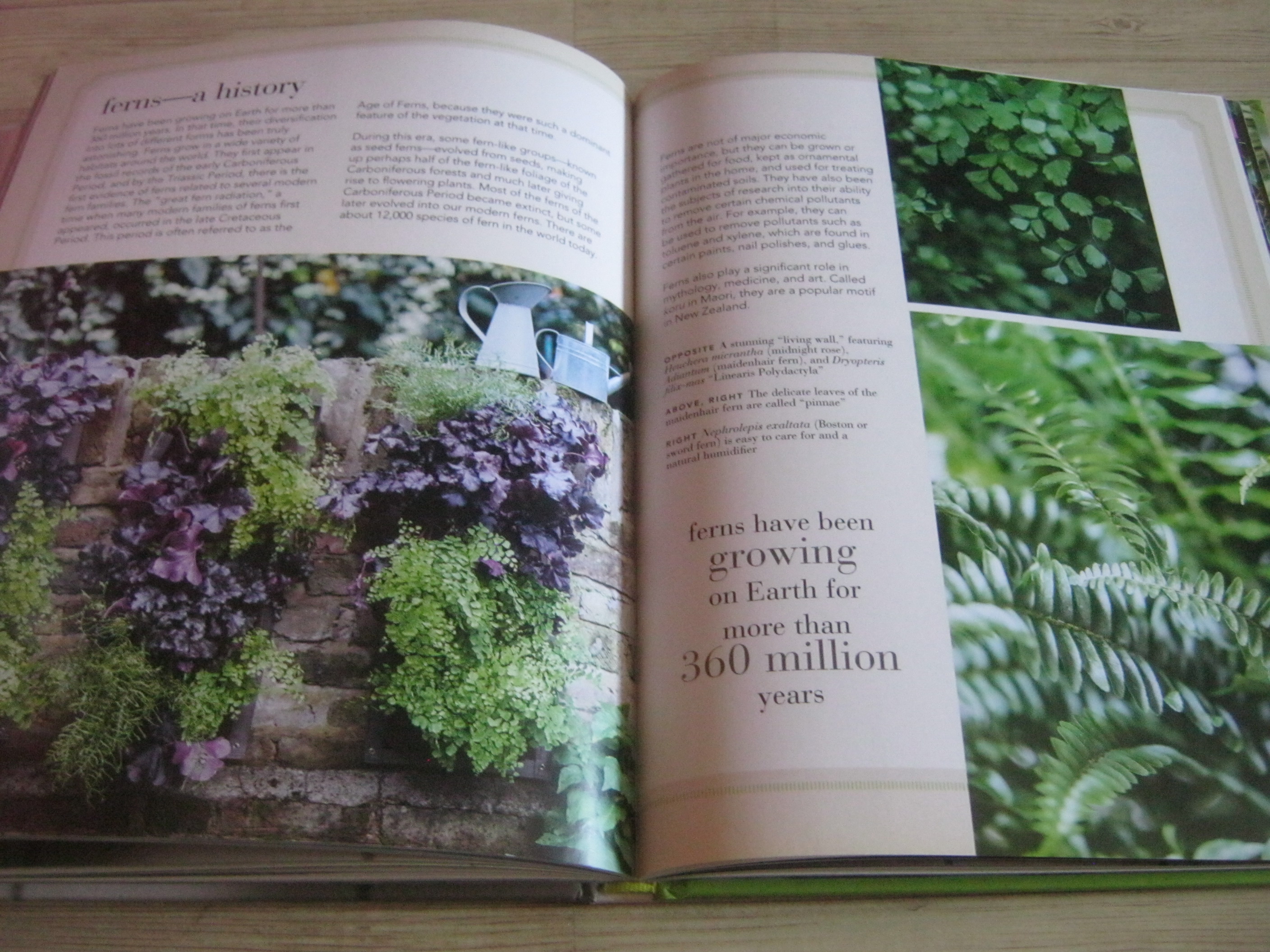 House Plants By Isabelle Palmer