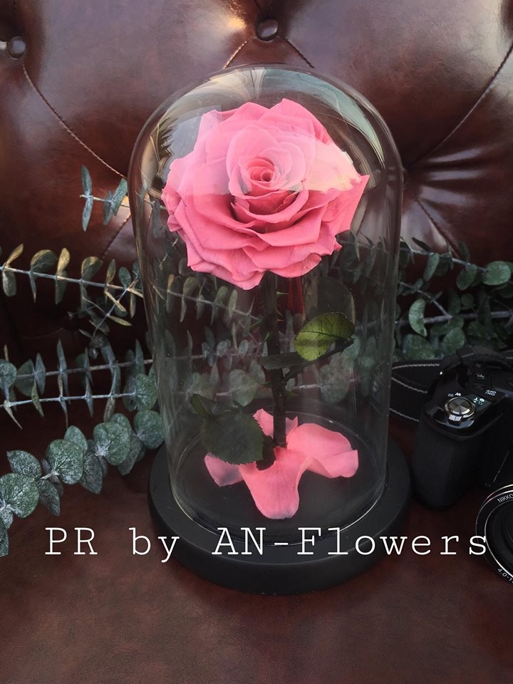 กุหลาบอมตะ กุหลาบในโหลแก้ว preservedrose กุหลาบbeauty and the beast