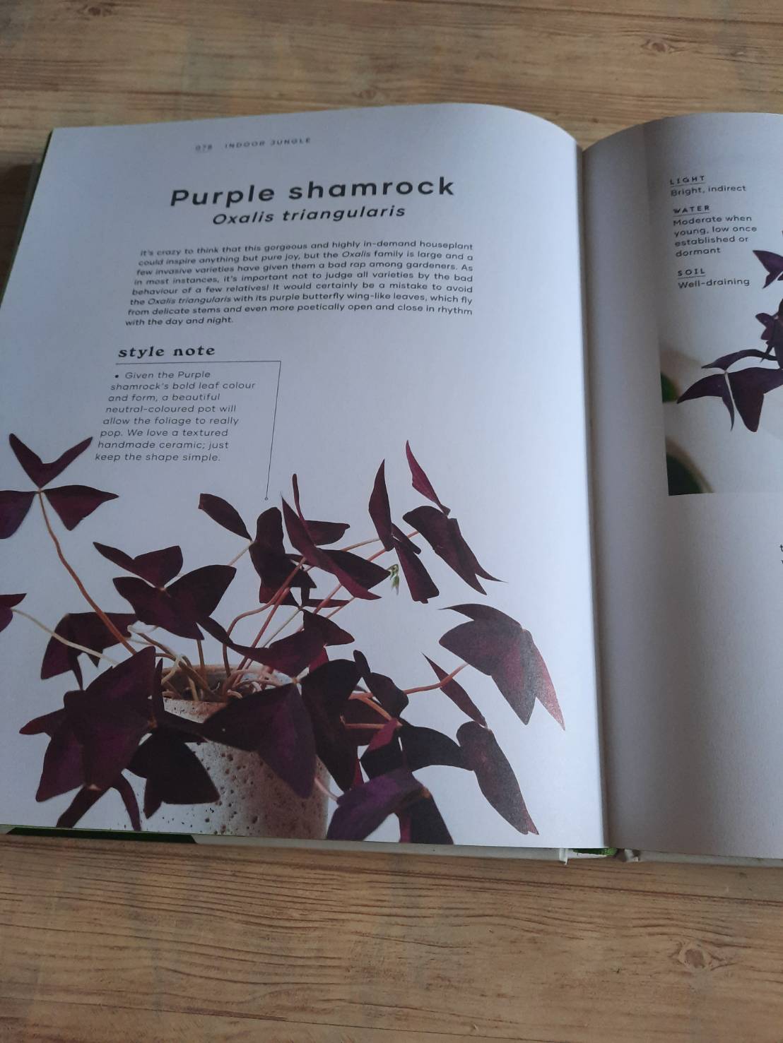 The Leaf Supply Guide to Greating Your Indoor Jungle By Lauren Comilleri + Sophia Kaplan (ปกแข็ง)