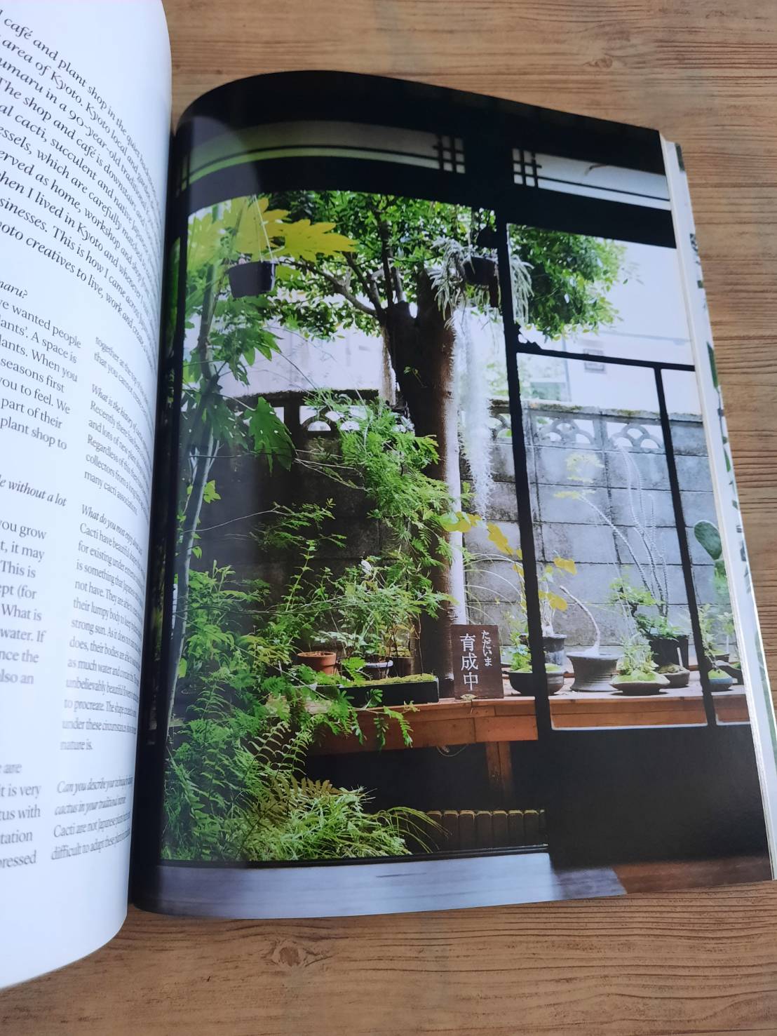 Indoor Green Living with Plants By Mr.Kitly's Bree Claffey Photography By Lauren Barnford