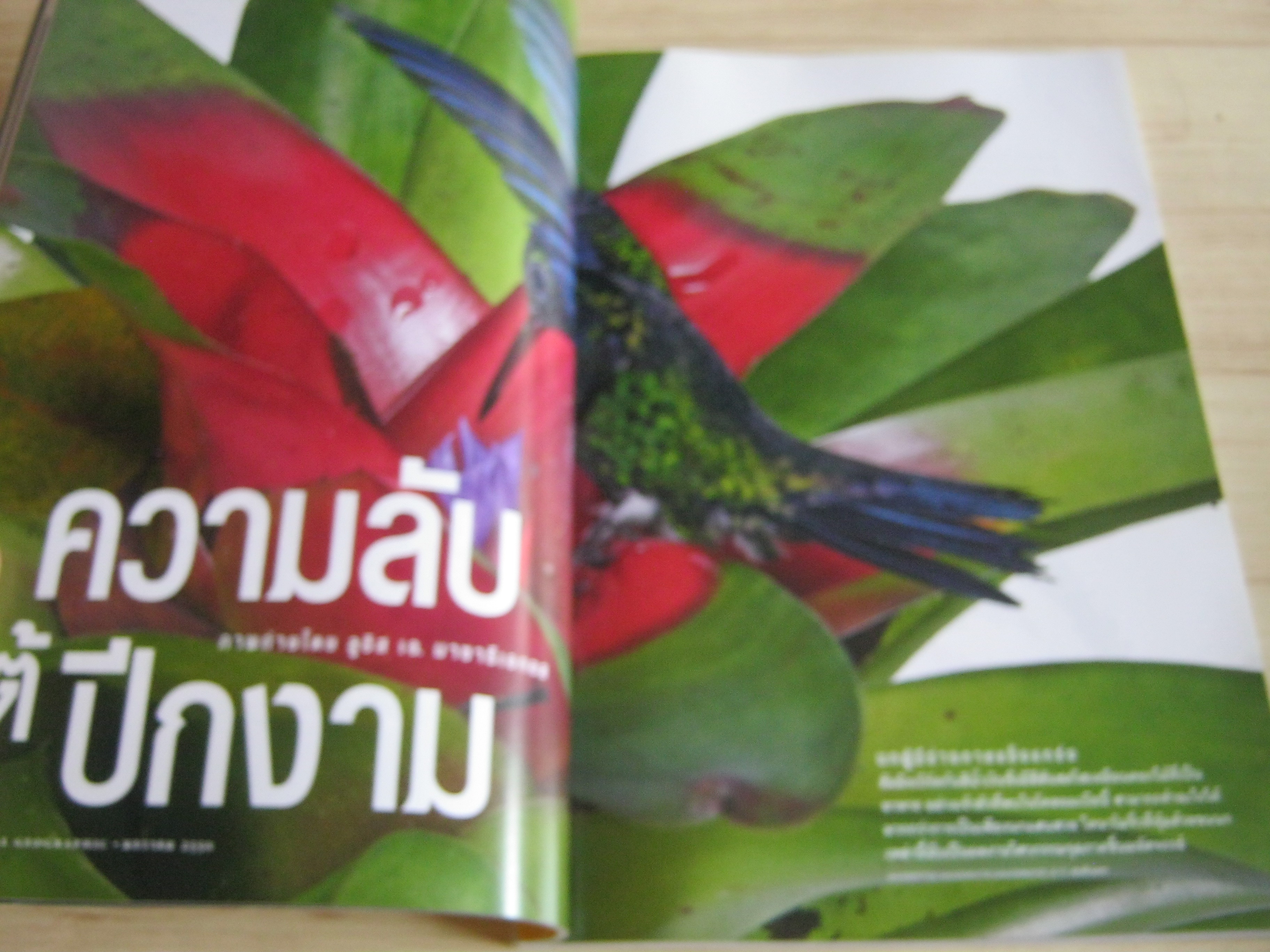 NATIONAL GEOGRAPHIC ฉบับภาษาไทย มกราคม 2550 ฮัมมิงเบิร์ด นกมหัศจรรย์