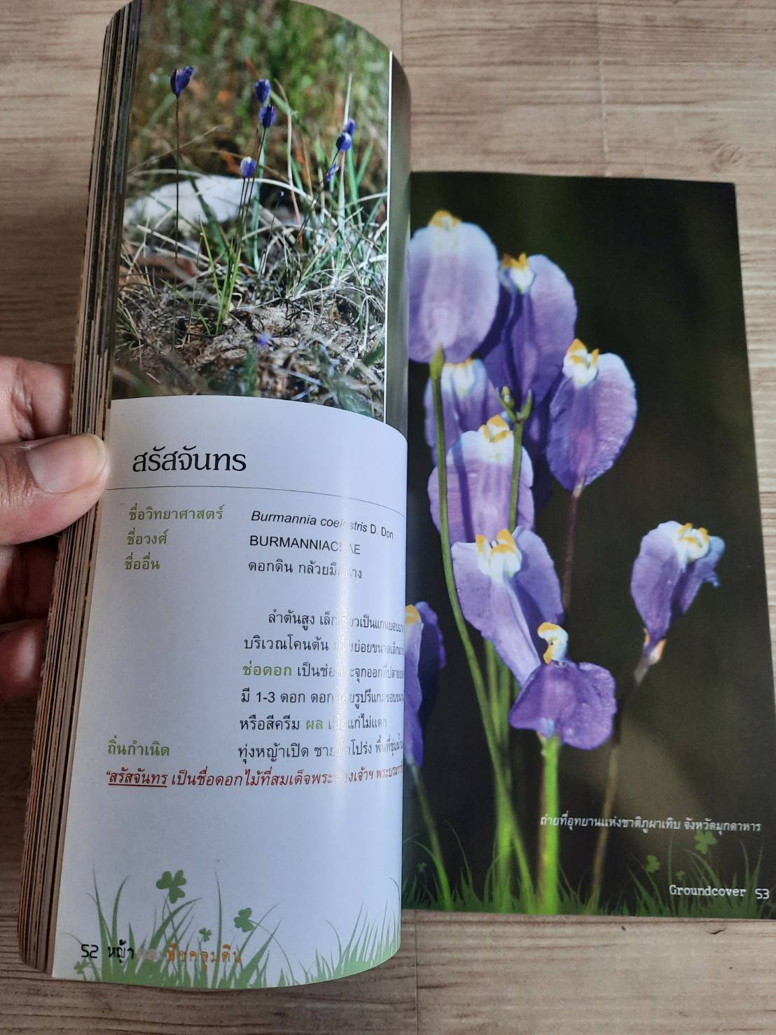 ร้อยพรรณพฤกษา หญ้า พืชคลุมดิน (Groundcover) โดย เศรษฐมันตร์ กาญจนกุล***สินค้าหมด***