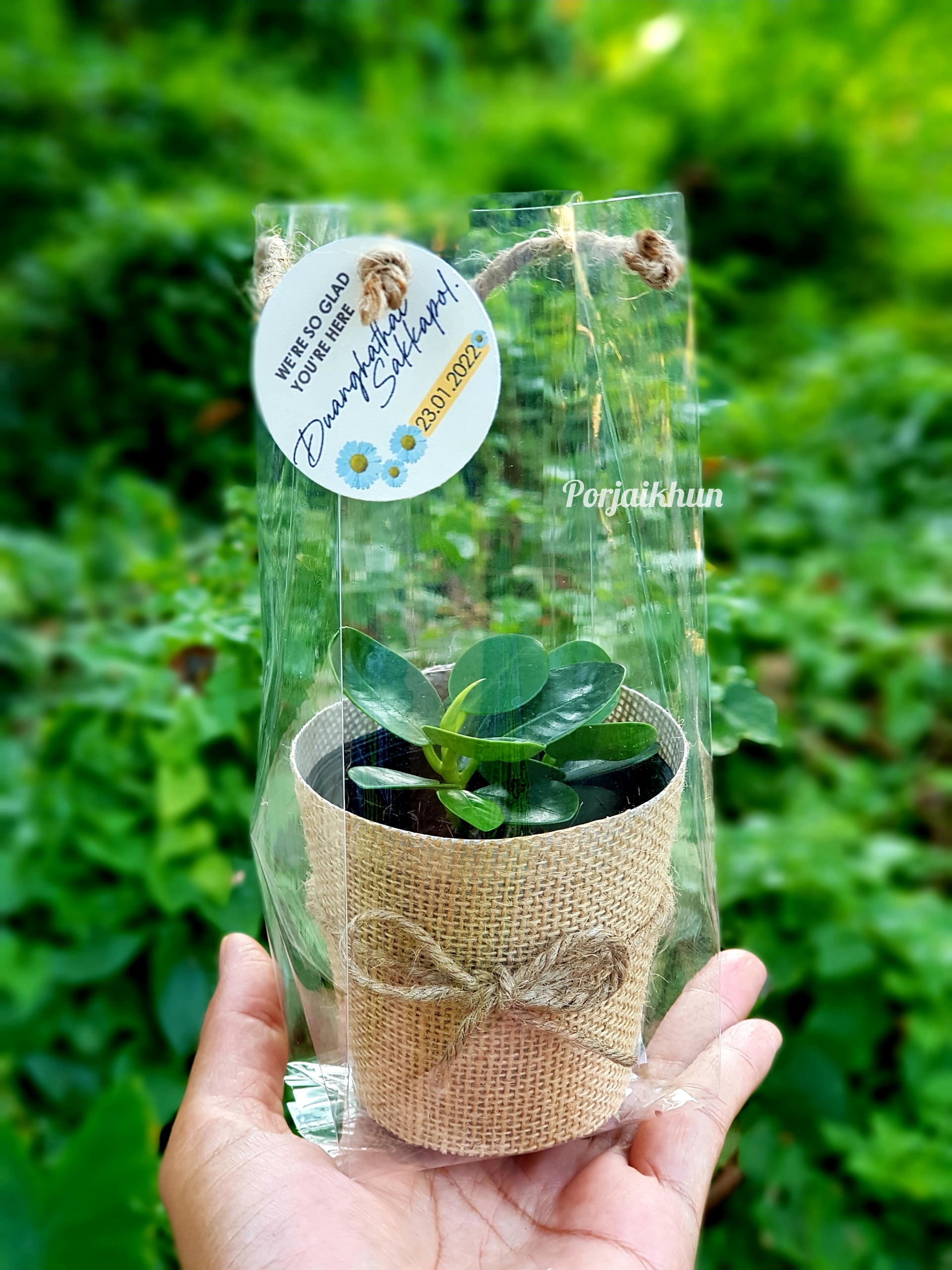ของชำร่วยต้นไม้ห่อผ้ากระสอบใส่ถุงใสหูหิ้วเชือกปอ กระถางขนาด 3 นิ้ว