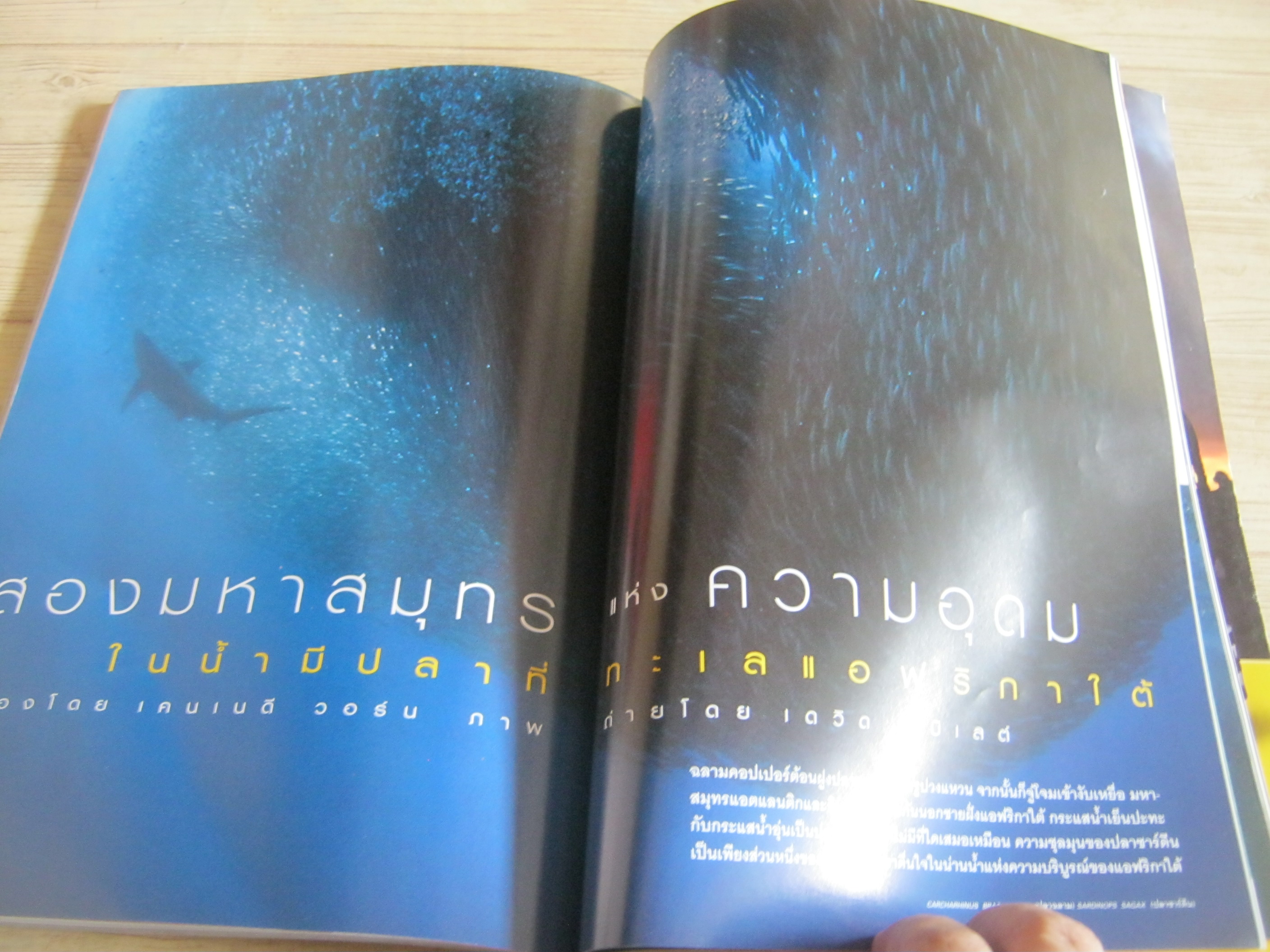 NATIONAL GEOGRAHIC ฉบับภาษาไทย กันยายน 2545 เมียร์แคต ยืนหยัดสู้โลก