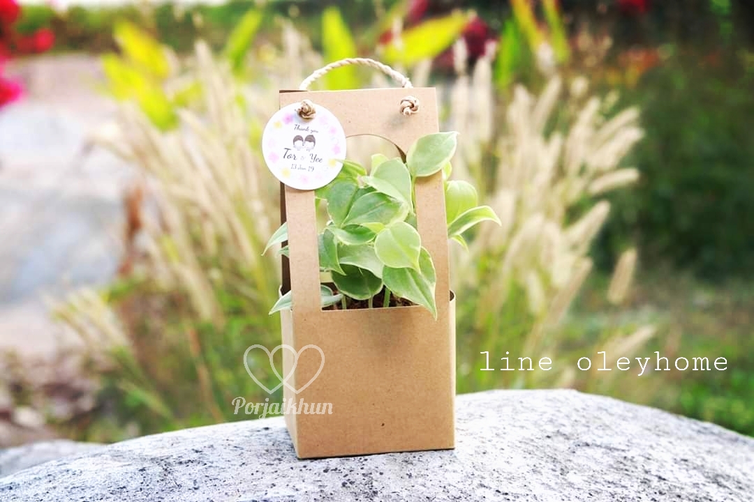 ของชำร่วยต้นไม้ ต้นไม้มงคลขนาดกระถาง 3 นิ้ว บรรจุกล่องกระดาษคราฟท์