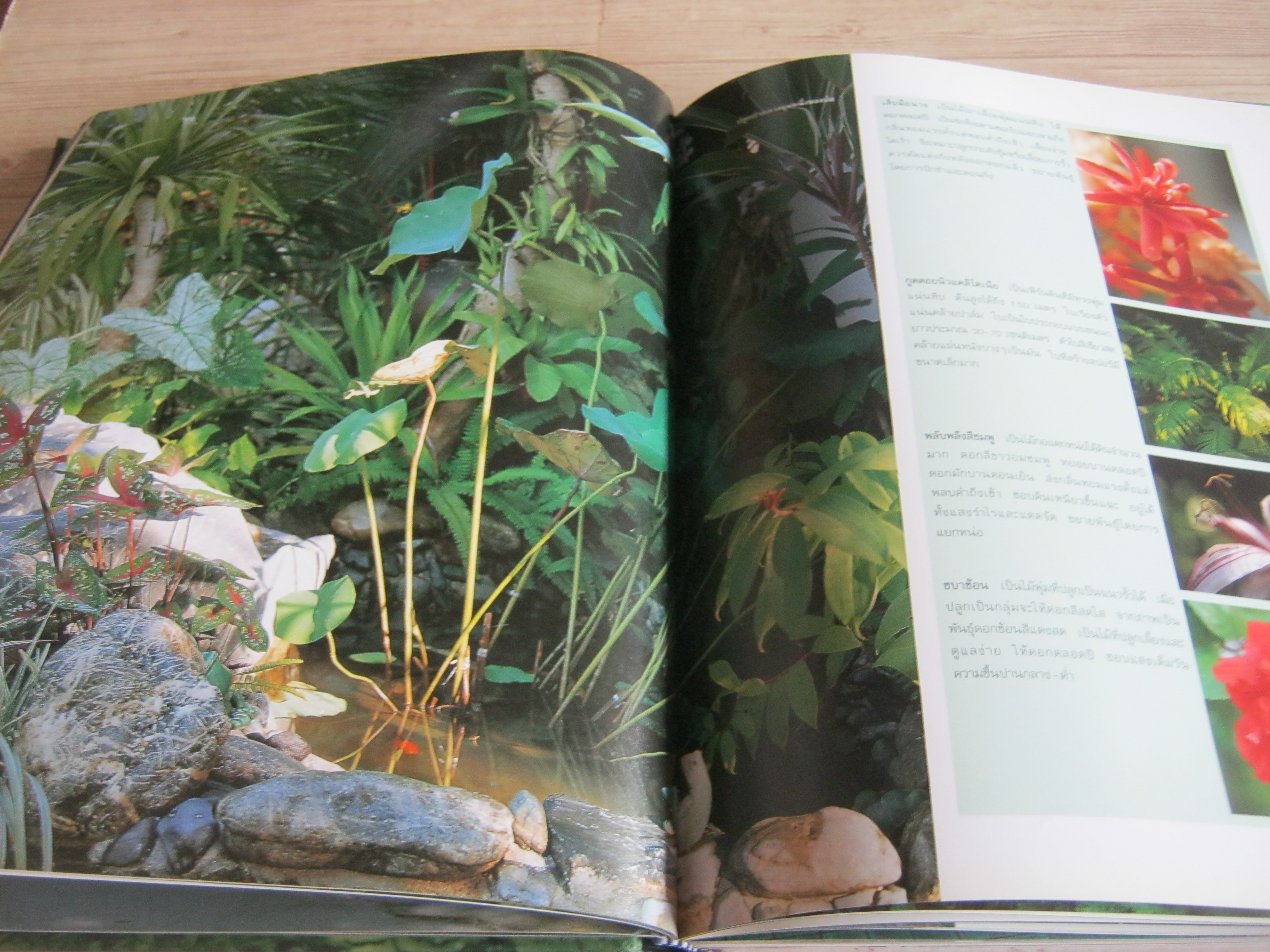 สวนในบ้าน เล่ม 8 ไอเดียในสวน โดย กองบรรณาธิการนิตยสารบ้านและสวน