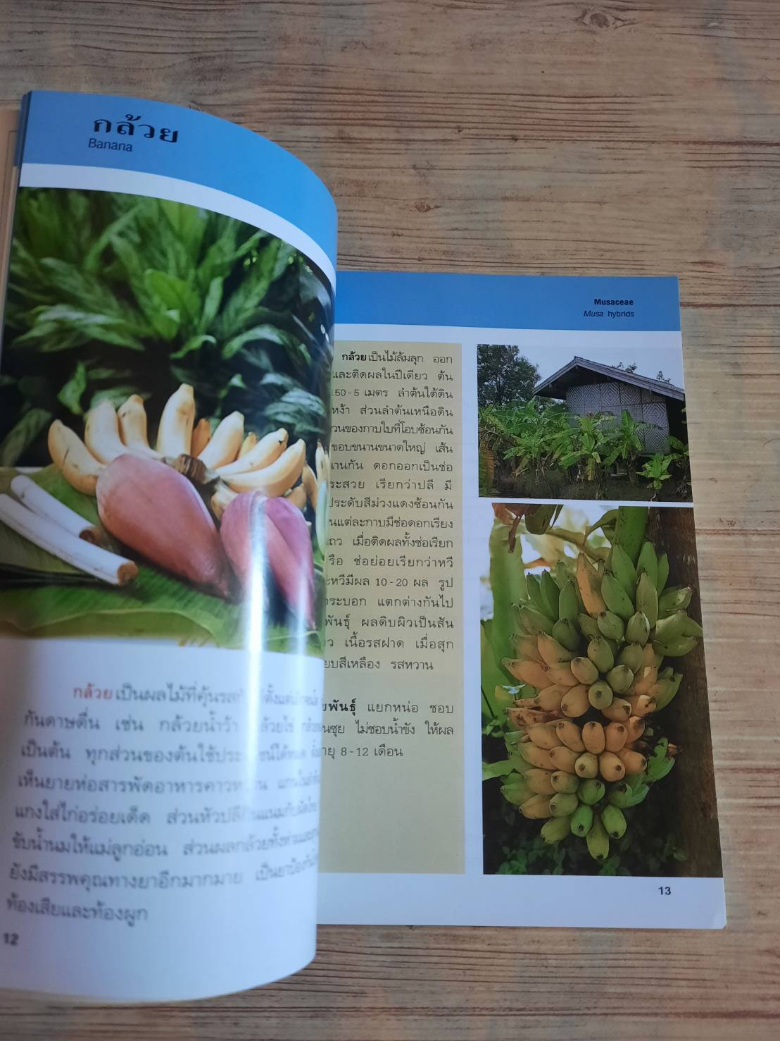 คู่มือคนรักต้นไม้ สมุนไพรผลไม้ อฤชร พงษ์ไสว เรียบเรียง