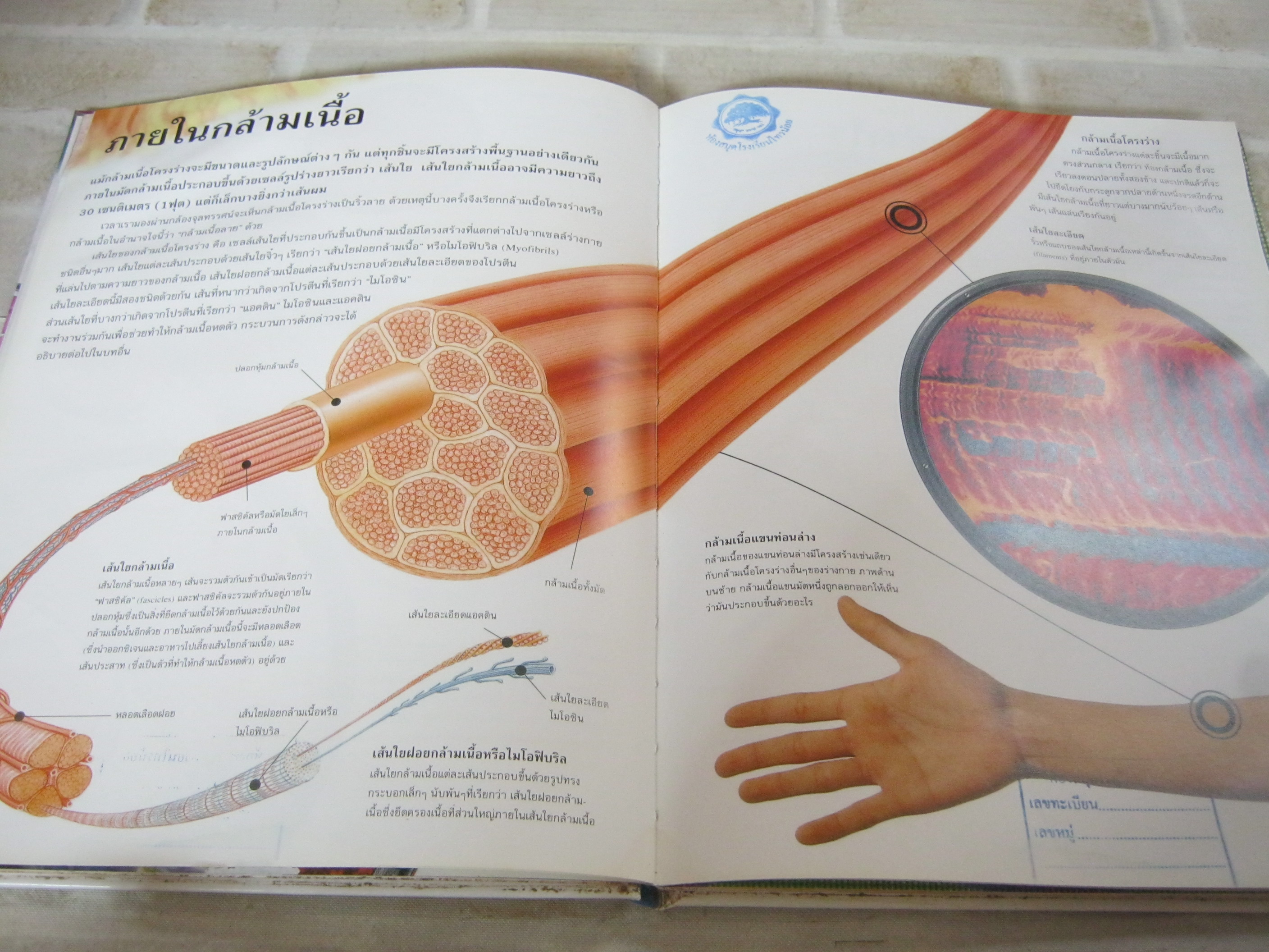 ร่างกายของมนุษย์ กล้ามเนื้อ ริชาร์ด วอล์คเกอร์ เขียน เยาวนันท์ เชฏฐรัตน์ แปล