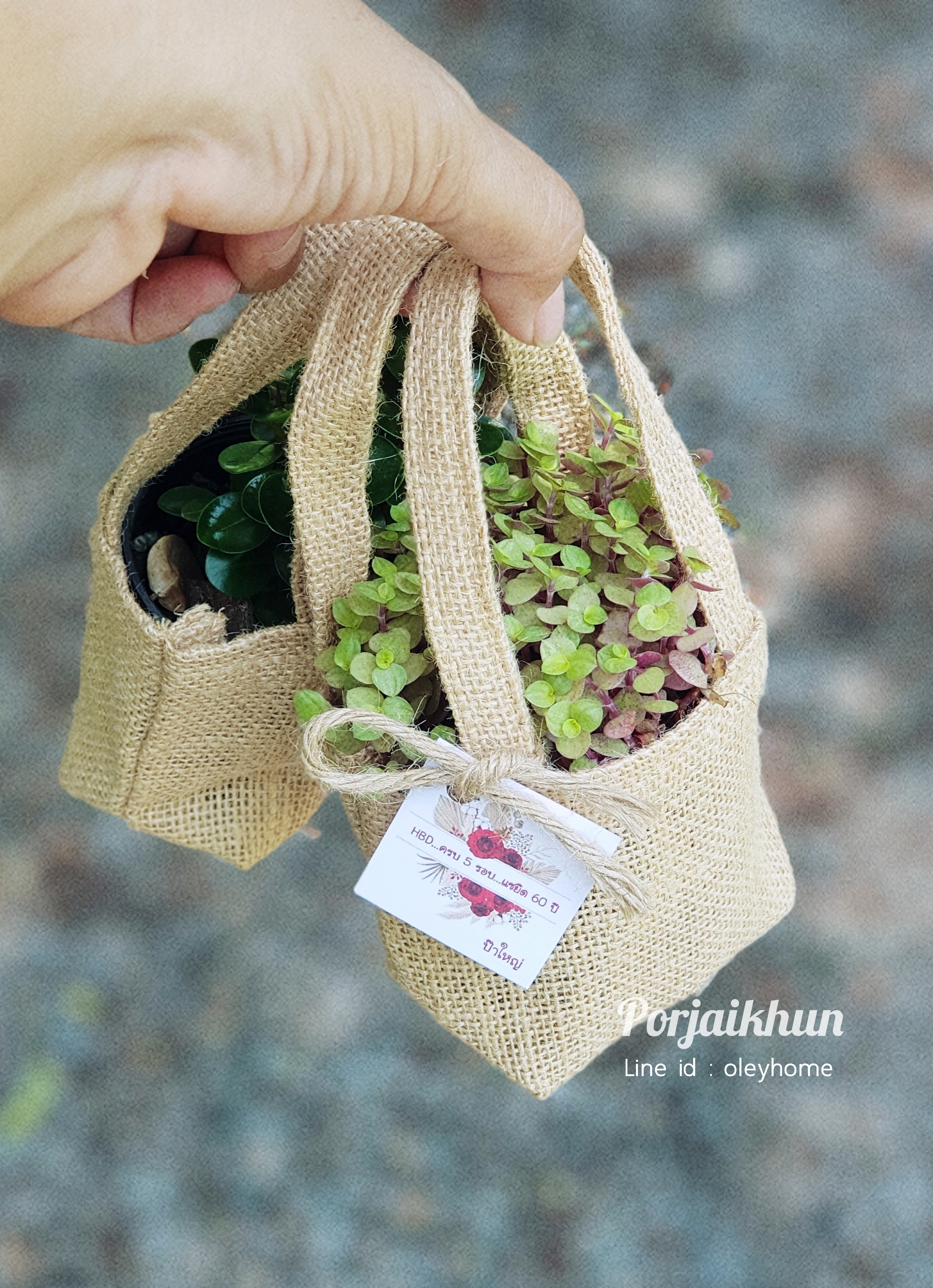 ของชำร่วยต้นไม้มงคลขนาดกระถาง 3 นิ้ว บรรจุถุงผ้ากระสอบหูหิ้วผ้าในตัว