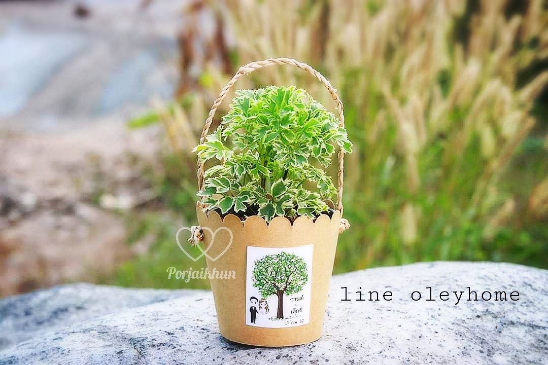 ของชำร่วยต้นไม้ ต้นไม้มงคล สวมปลอกกระดาษคราฟท์หุ้มกระถางมีหูหิ้วในตัว