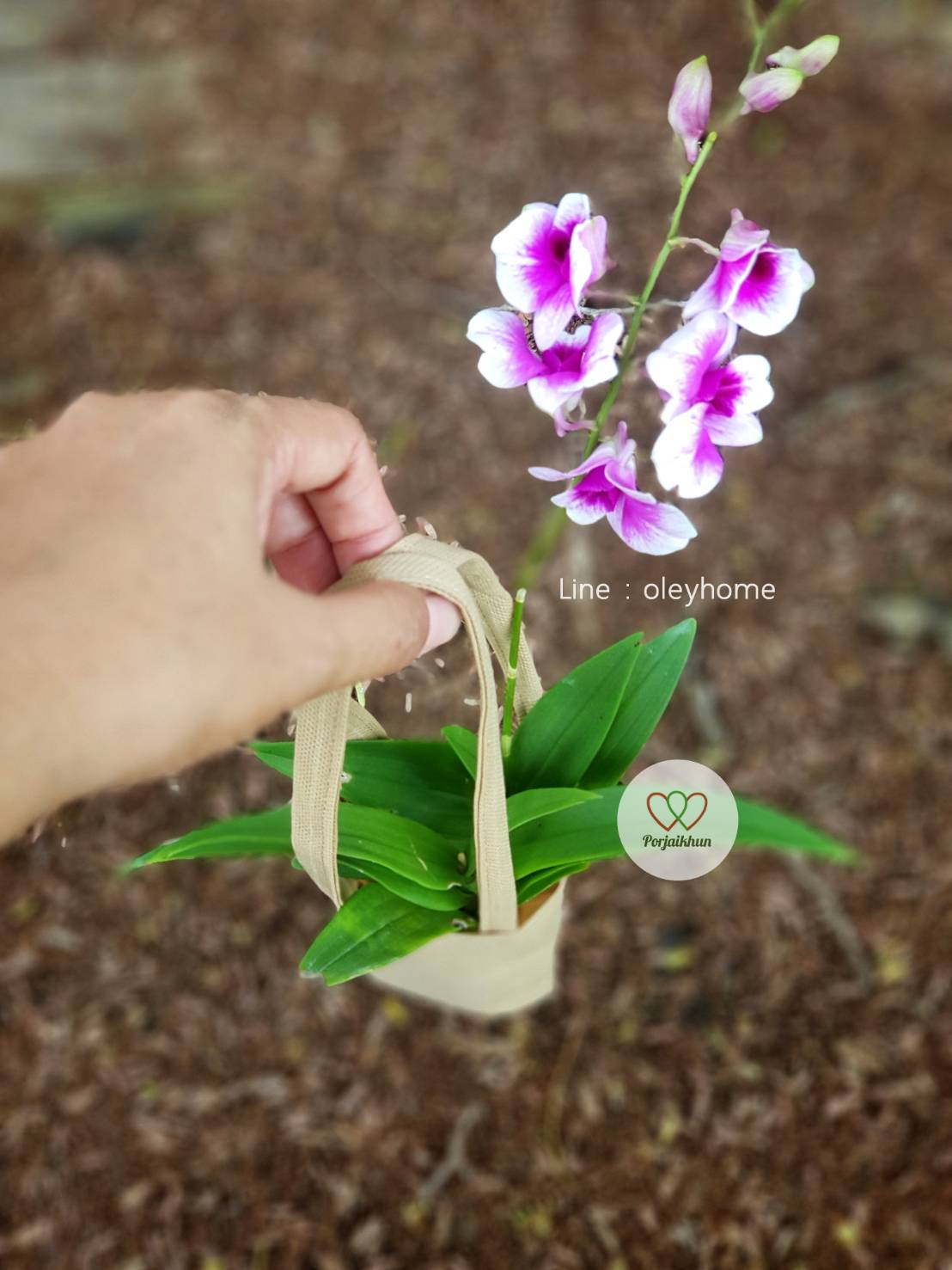 กล้วยไม้ของชำร่วยใส่ถุงหิ้ว
