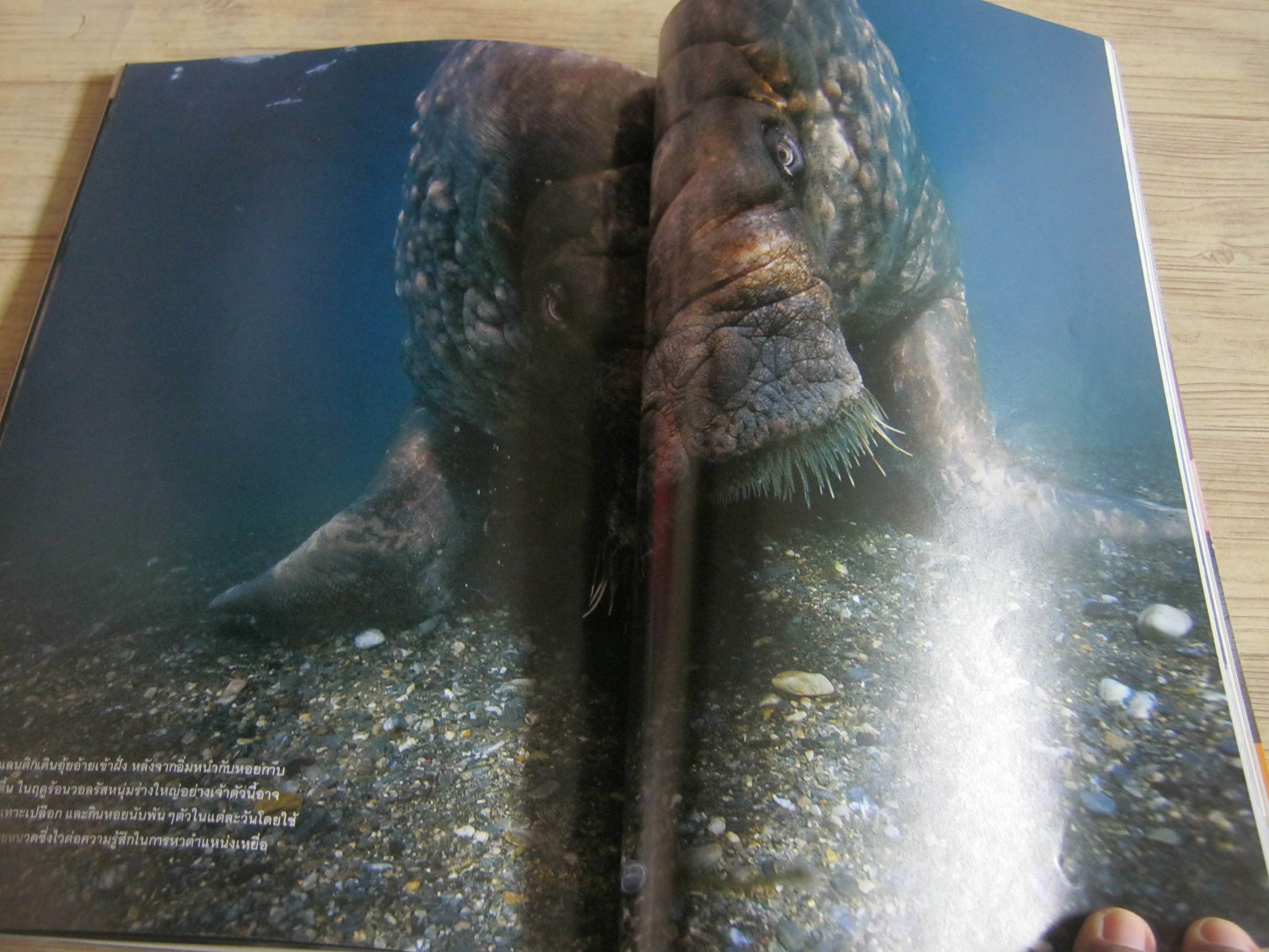 NATIONAL GEOGRAPHIC ฉบับภาษาไทย กรกฏาคม 2552 ภารกิจสุดปลายฟ้า