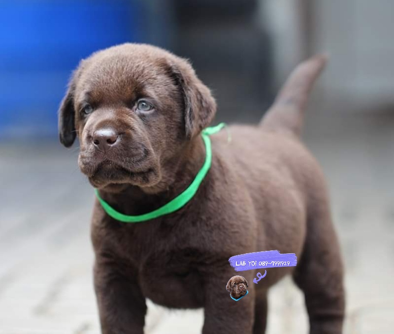 ลาบราดอร์สีช็อค male 4/02/2565 #Labrador #Puppy #ลาบราดอร์รีทรีฟเวอร์ #Labrador Retriever #chocolate #chocolate #labpuppy #lab #labradorpuppy