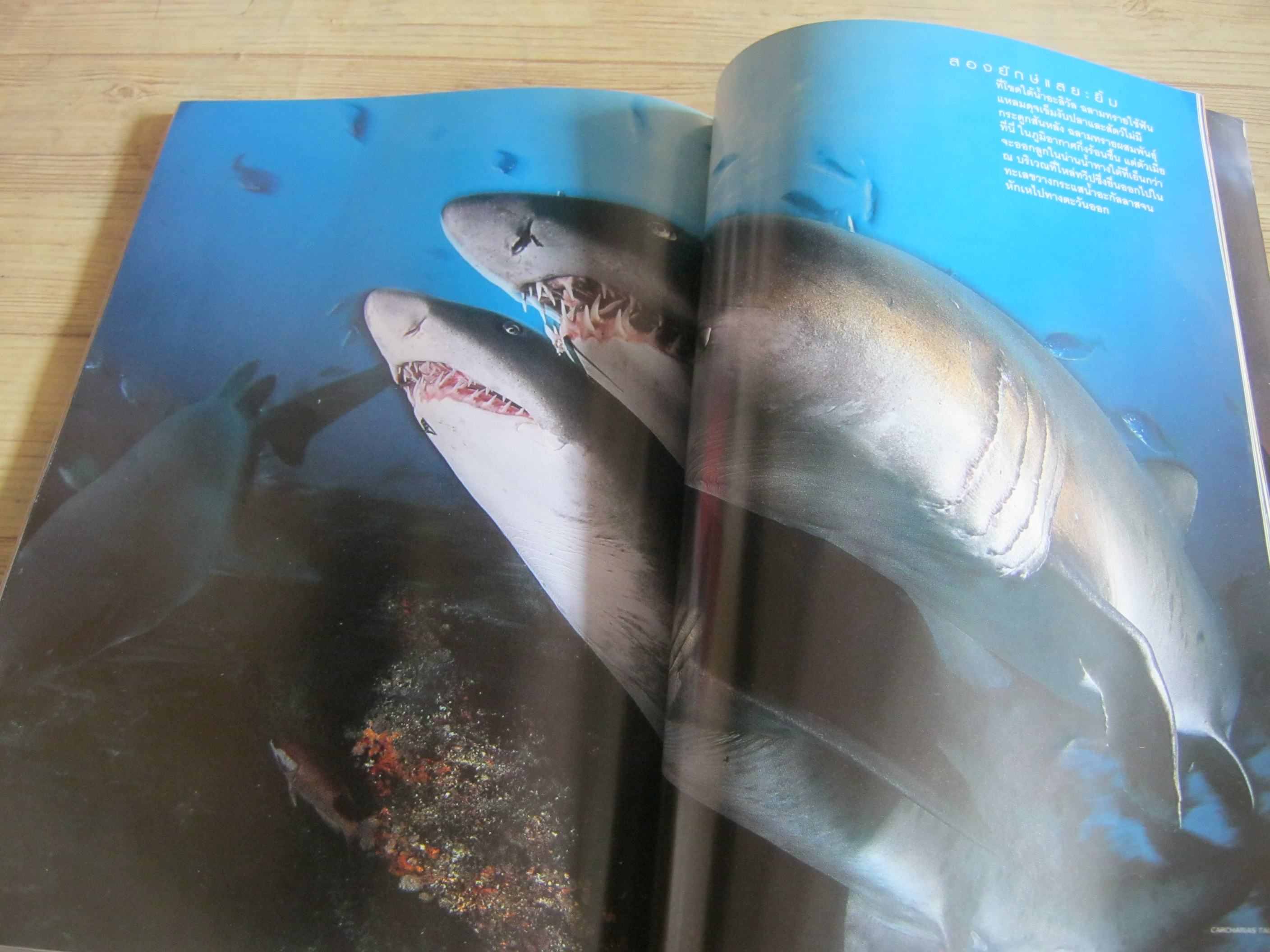 NATIONAL GEOGRAHIC ฉบับภาษาไทย กันยายน 2545 เมียร์แคต ยืนหยัดสู้โลก