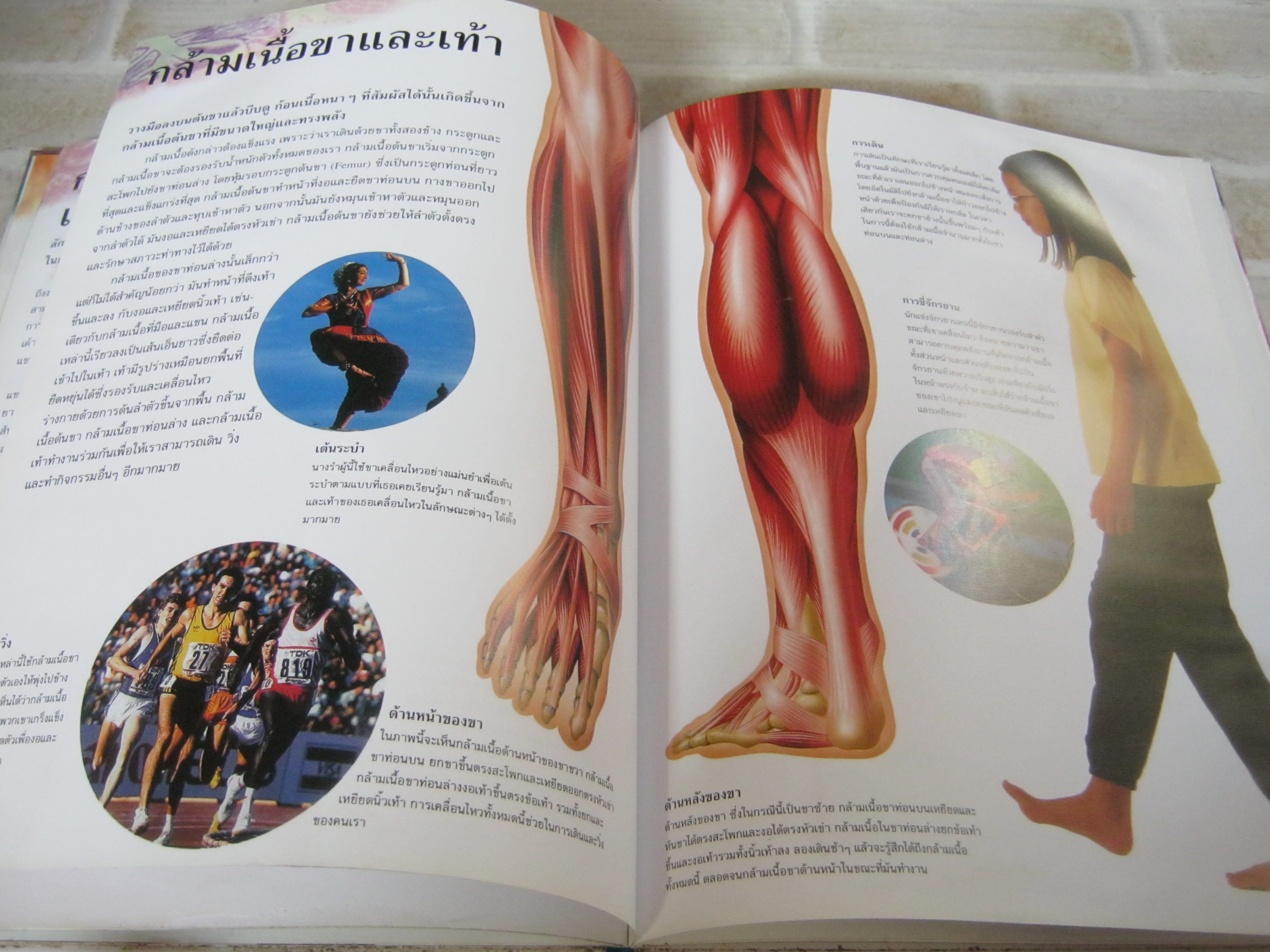 ร่างกายของมนุษย์ กล้ามเนื้อ ริชาร์ด วอล์คเกอร์ เขียน เยาวนันท์ เชฏฐรัตน์ แปล