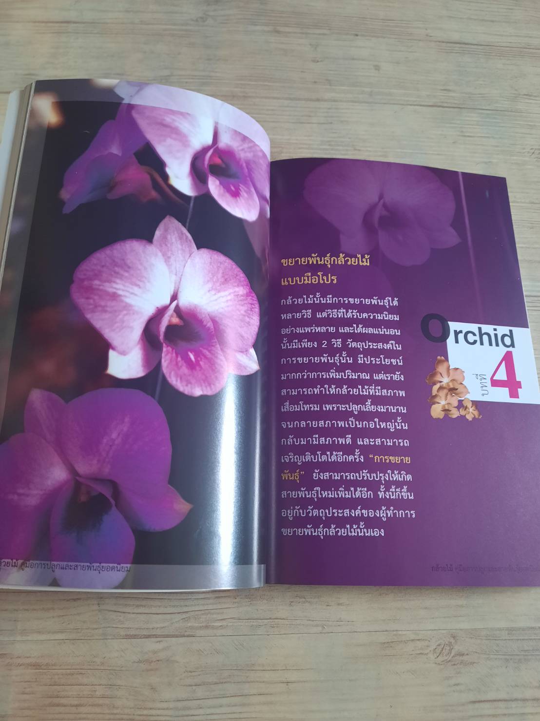 กล้วยไม้ คู่มือการปลูกและสายพันธุ์ยอดนิยม โดย อาจารย์กนกวรรณ เตชะวณิช