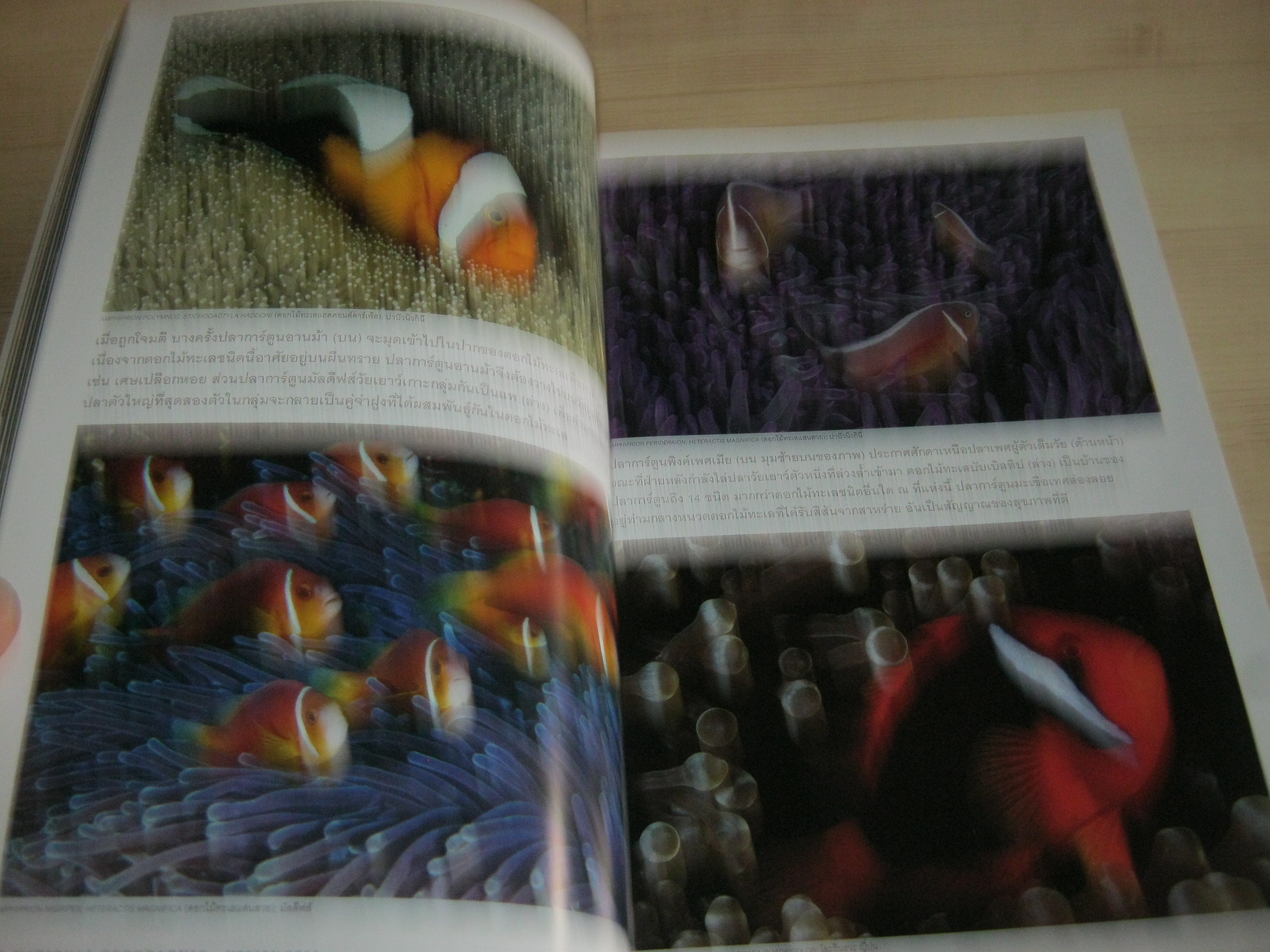 NATIONAL GEOGRAPHIC ฉบับภาษาไทย มกราคม 2553 กรุงเทพฯ 24 ชั่วโมง