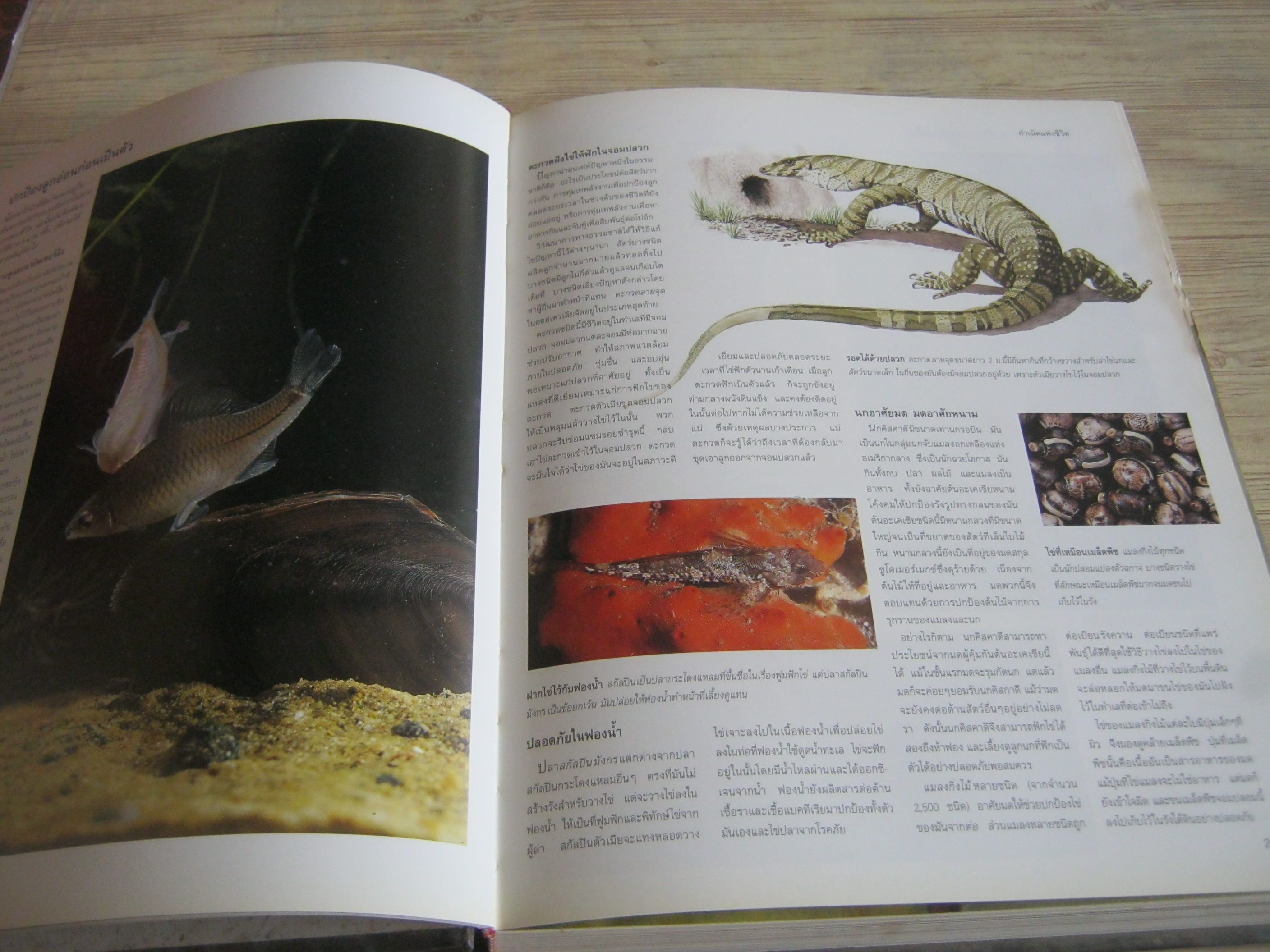 รีดเดอร์ส ไดเจสท์ สำรวจชีวิต สัตว์โลกผู้น่าทึ่ง