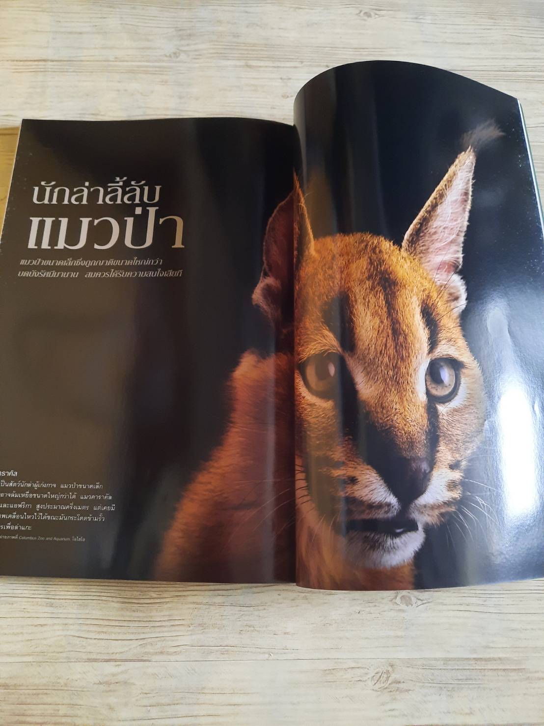 NATIONAL GEOGRAPHIC ฉบับภาษาไทย กุมภาพันธ์ 2560 โซเชียลมีเดีย ปรากฏการณ์ป่วนสังคม