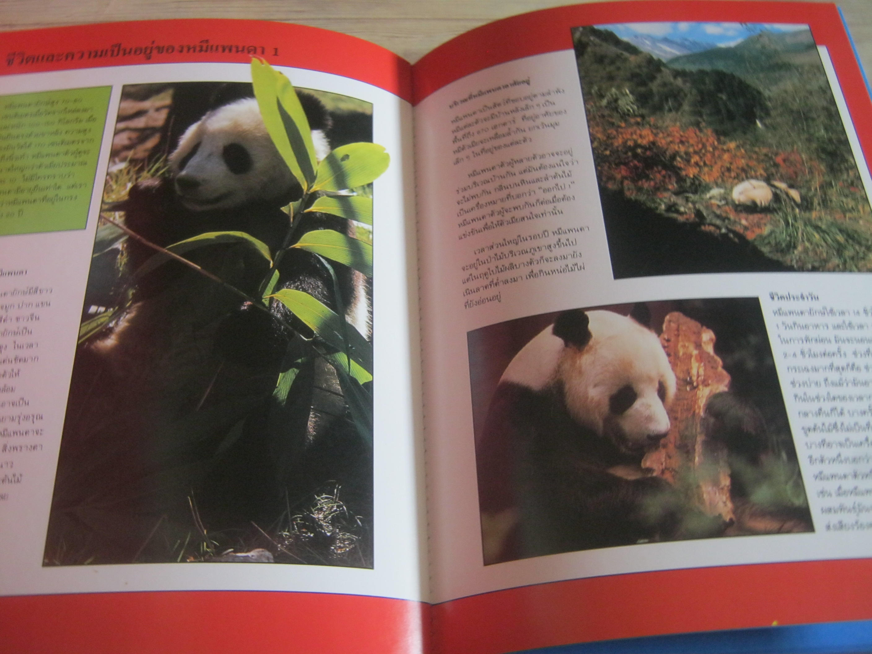สารานุกรมชุดการอนุรักษ์สัตว์ป่า หมีแพนด้ายักษ์ ไมเคิล ไบรต์ เขียน ทัศพร ลือสิงหนาท แปล