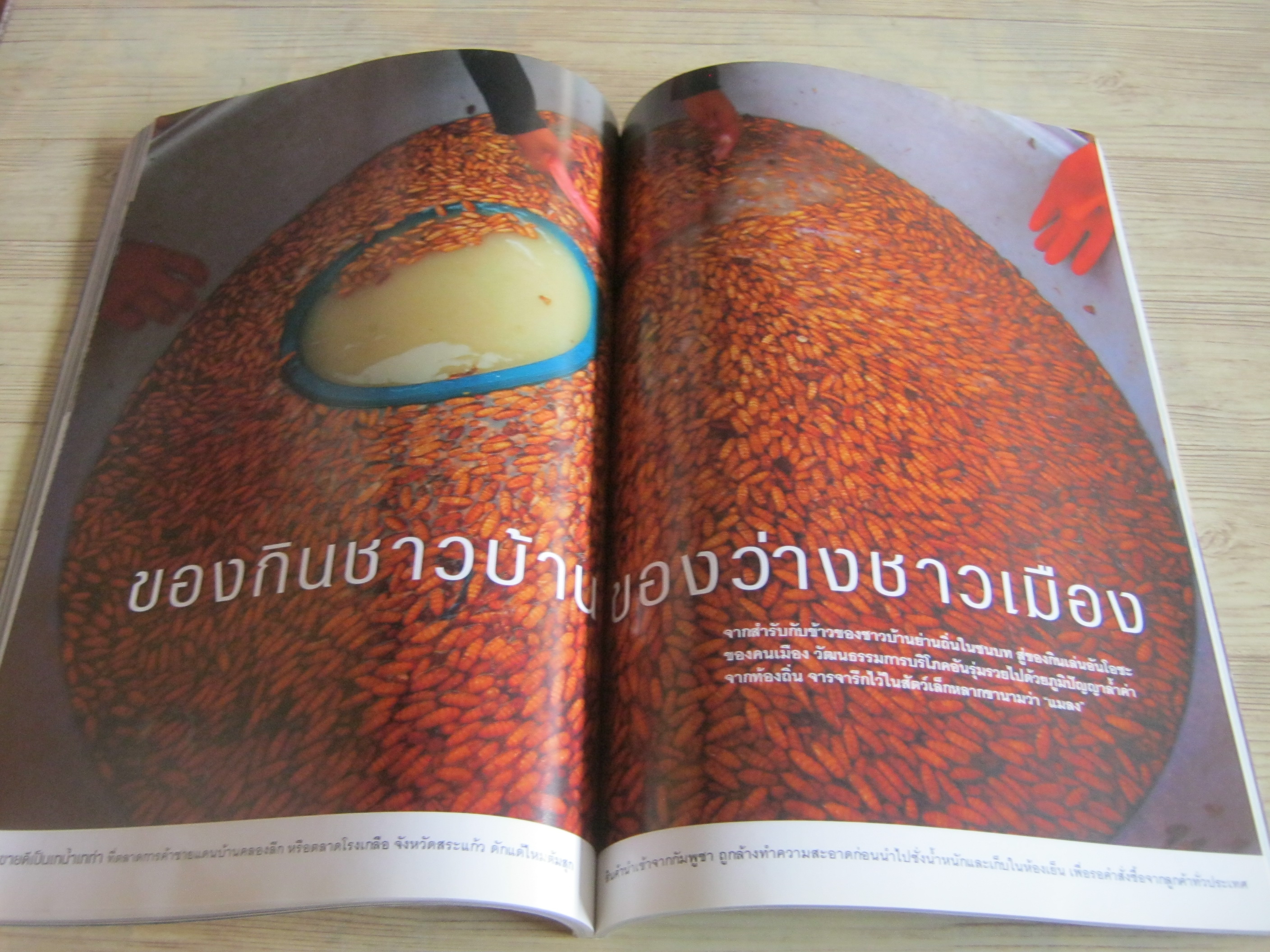 NATIONAL GEOGRAPHIC ฉบับภาษาไทย มกราคม 2552 ทองคำ เมื่อโลกต้องมนตร์สะกดแห่งโลหะสีทอง