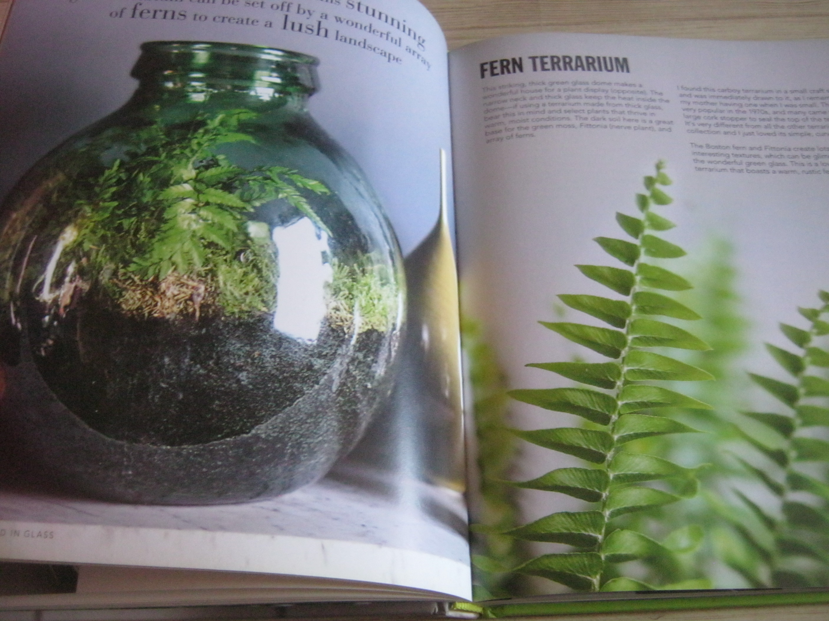 House Plants By Isabelle Palmer