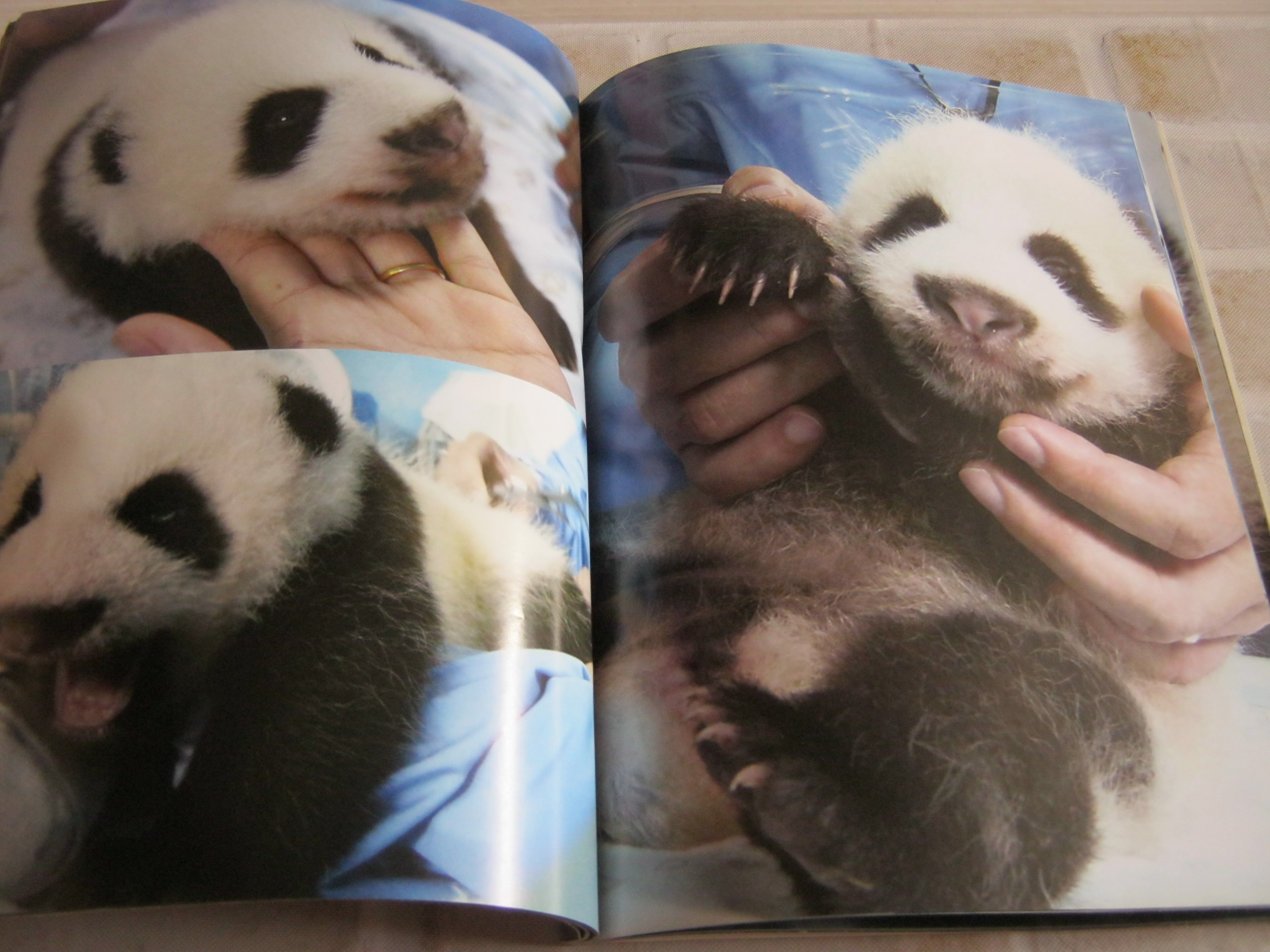 สารคดีภาพ แพนด้าน้อย หลินปิง พิมพ์ครั้งที่ 9***สินค้าหมด***