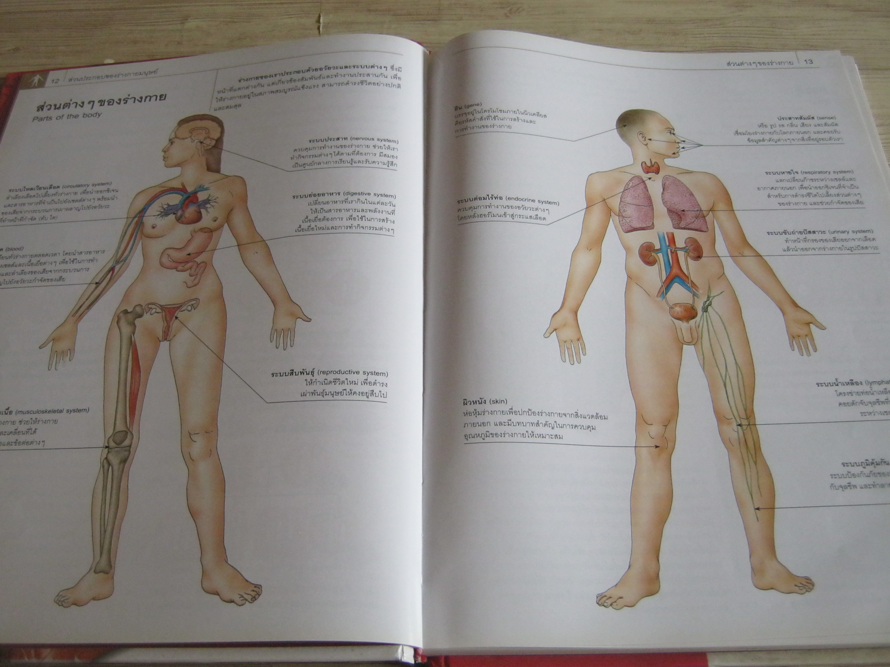 กายวิภาคศาสตร์และสรีรวิทยา (Anatomy and Physiology) Parramon เขียน ภุชงค์ เดชอาคม แปล***สินค้าหมด***