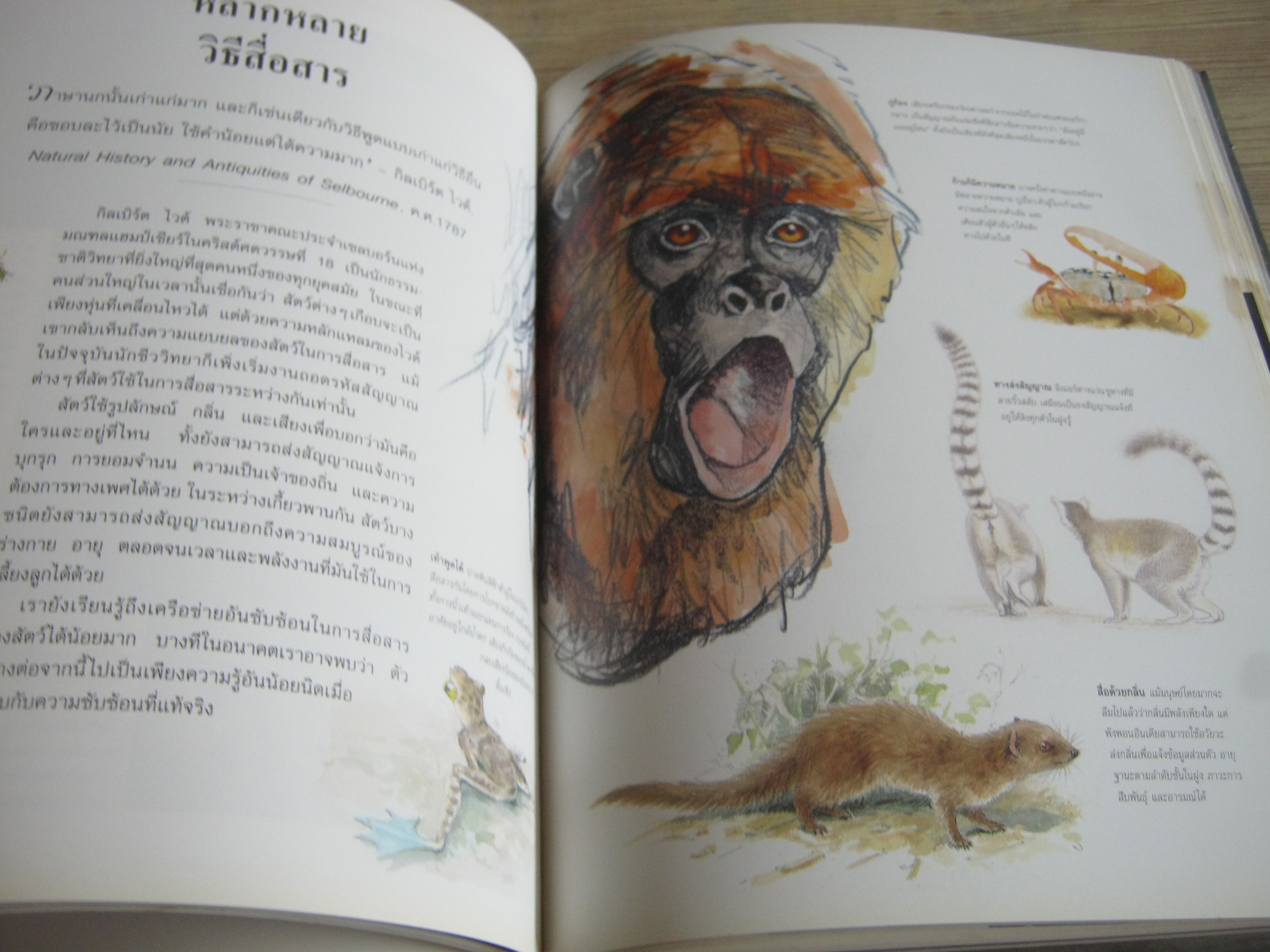 รีดเดอร์ส ไดเจสท์ สำรวจชีวิต สัตว์โลกผู้น่าทึ่ง