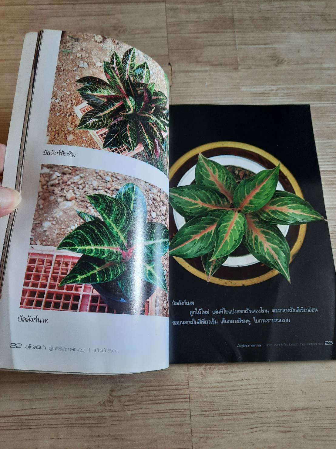 อโกลนีม่า ซูเปอร์สตาร์เบอร์ 1 แห่งไม้ประดับ โดย ณญ ณัฐจักร์