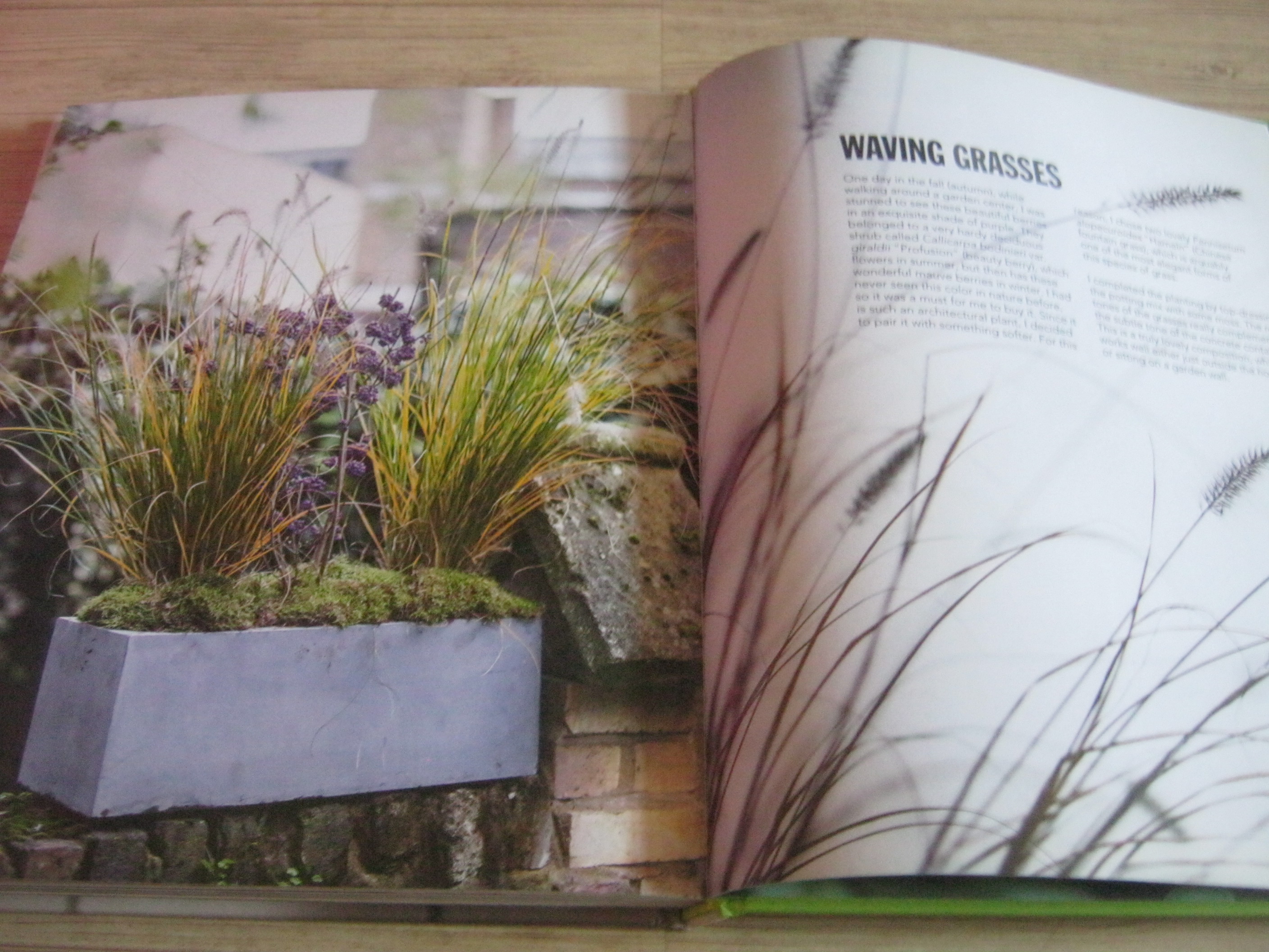 House Plants By Isabelle Palmer