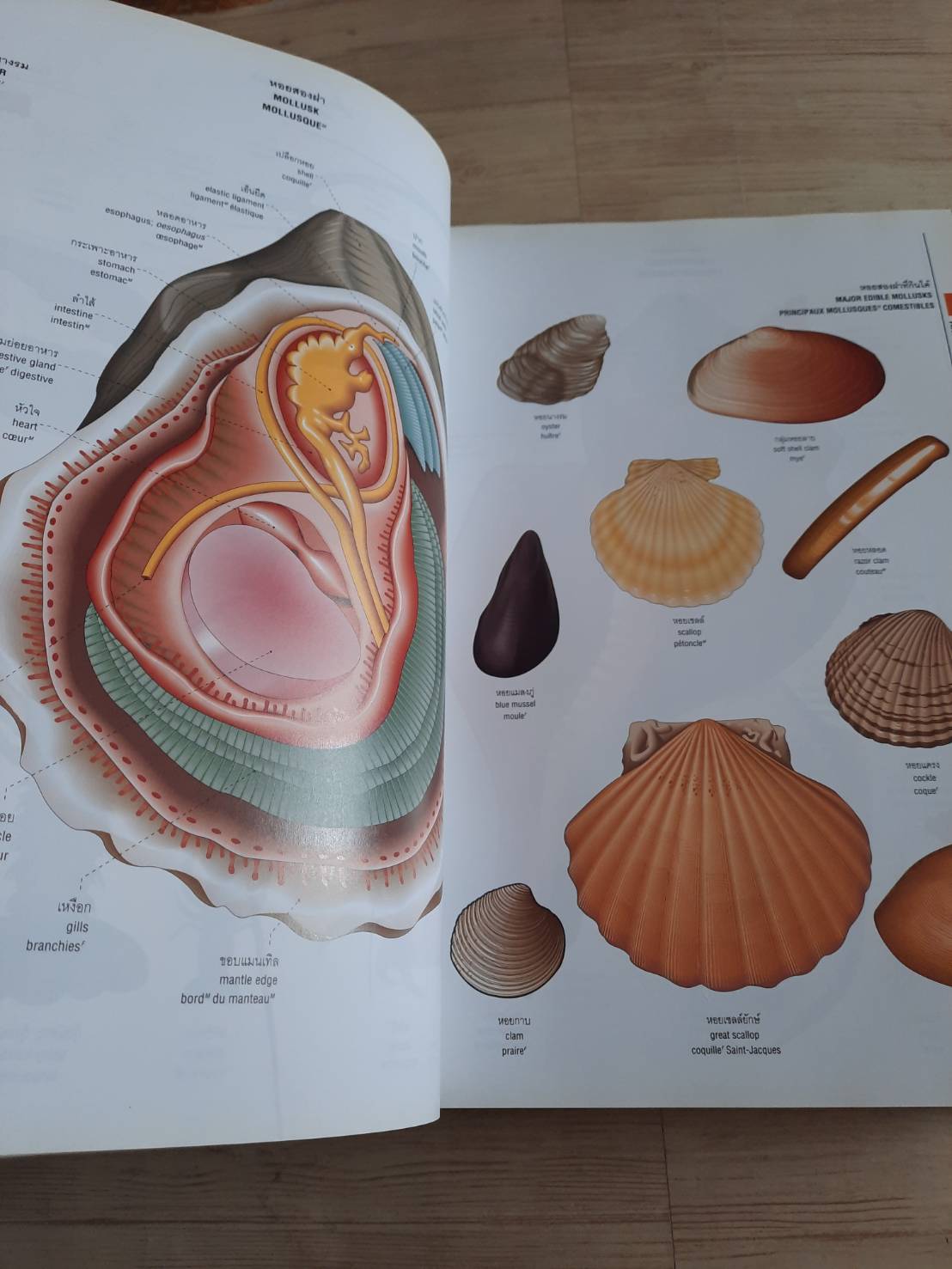 พจนานุกรมภาพ ไทย - อังกฤษ - ฝรั่งเศส โดย รีดเดอร์ส ไดเจสท์ (ฉบับปกแข็ง)