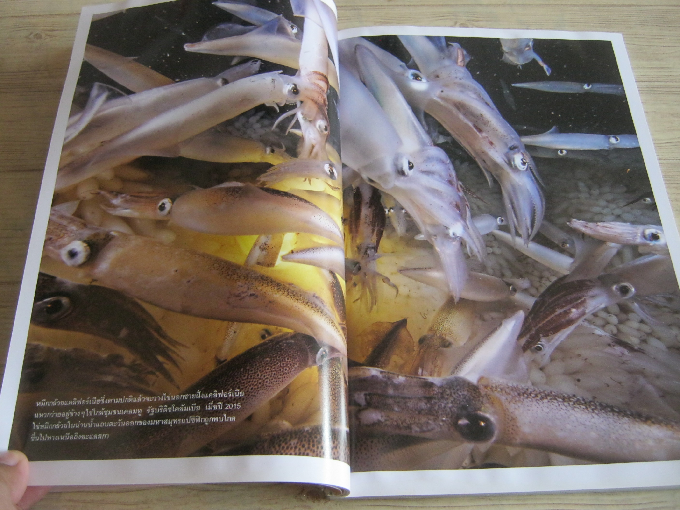 NATIONAL GEOGRAPHIC ฉบับภาษาไทย พฤษภาคม 2560 อเคนาเตน ฟาโรห์ผู้พลิกฟ้าคว่ำดิน