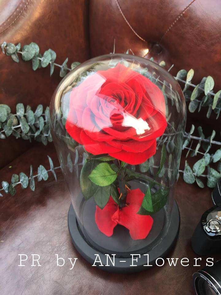 กุหลาบอมตะ กุหลาบในโหลแก้ว preservedrose กุหลาบbeauty and the beast