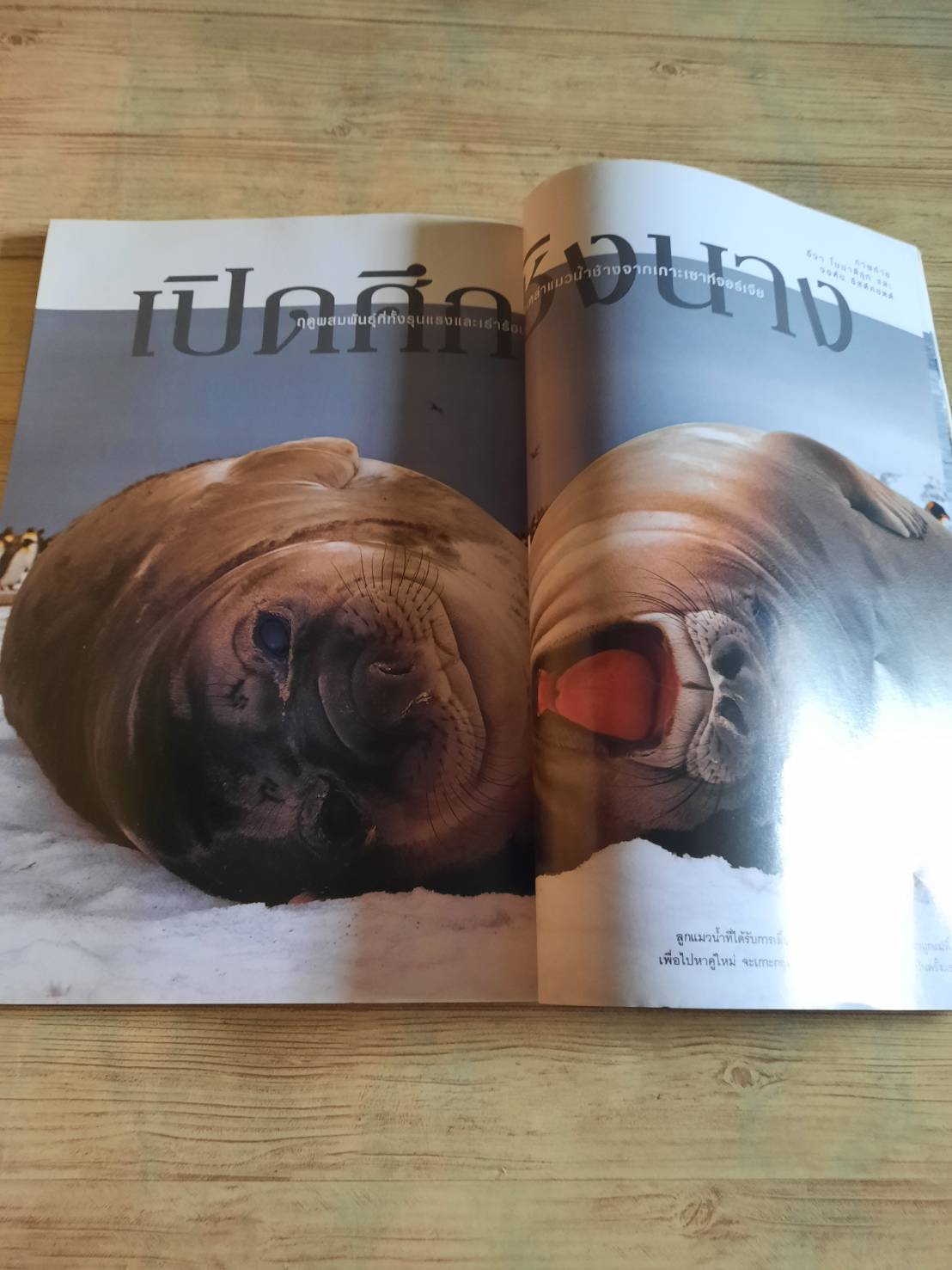 NATIONAL GEOGRAPHIC ฉบับภาษาไทย ธันวาคม 2551 คนไทยกับน้ำมัน ทางเลือกคือทางรอด