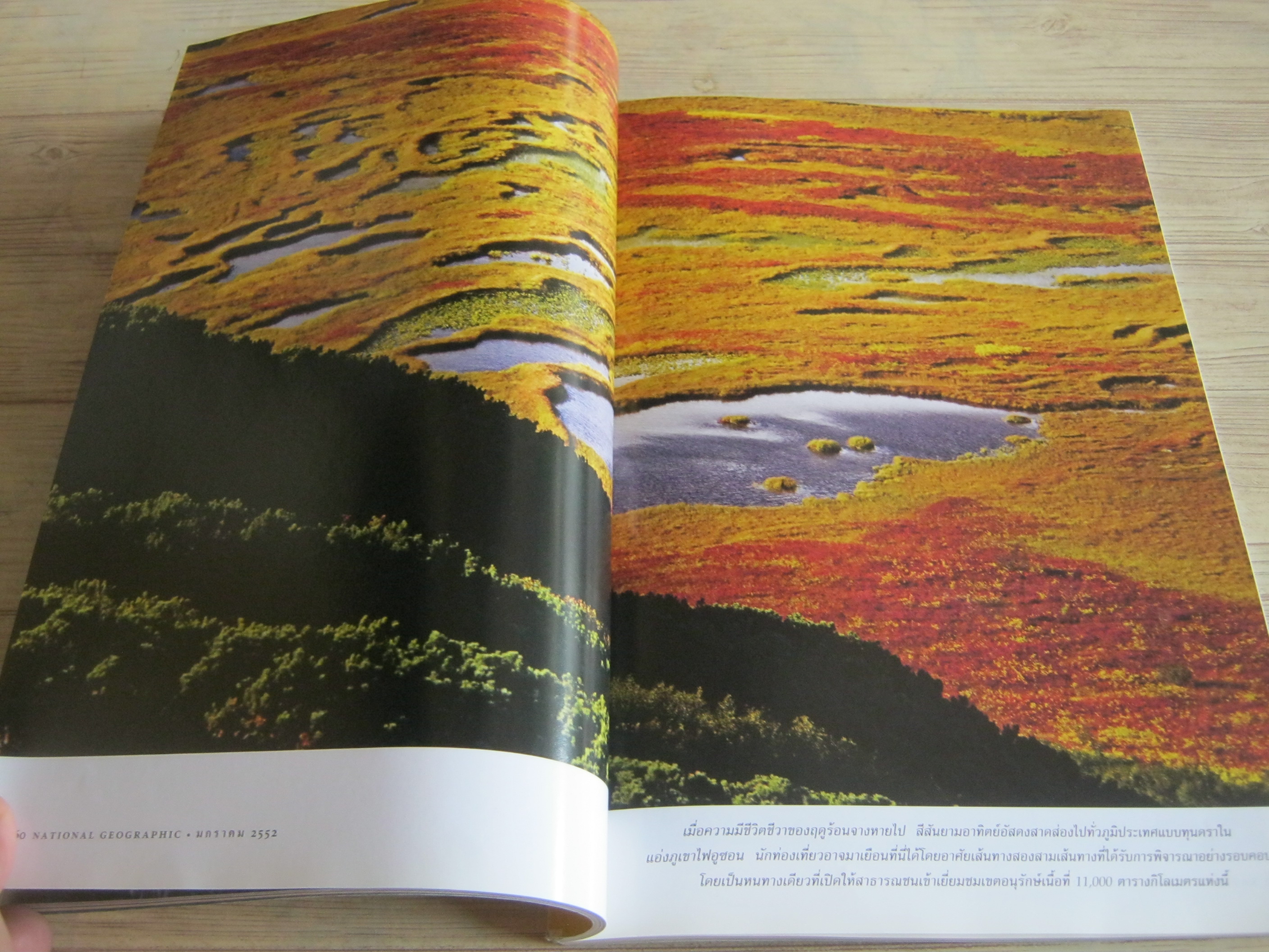 NATIONAL GEOGRAPHIC ฉบับภาษาไทย มกราคม 2552 ทองคำ เมื่อโลกต้องมนตร์สะกดแห่งโลหะสีทอง