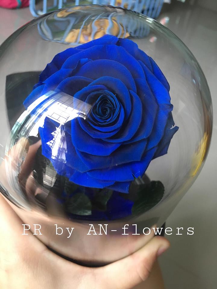 กุหลาบอมตะ กุหลาบในโหลแก้ว preservedrose กุหลาบbeauty and the beast