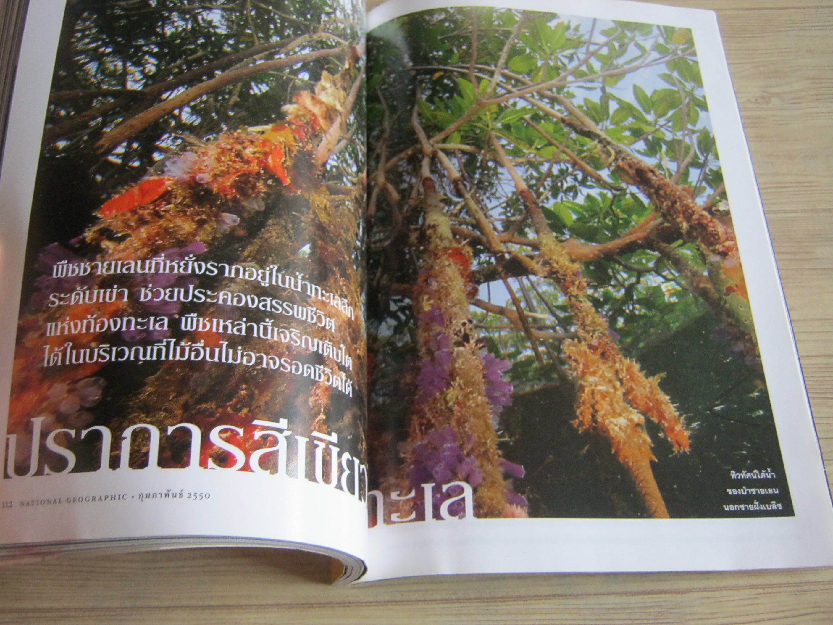 NATIONAL GEOGRAPHIC ฉบับภาษาไทย กุมภาพันธ์ 2550 รักษาหัวใจไม่ให้เจ็บ