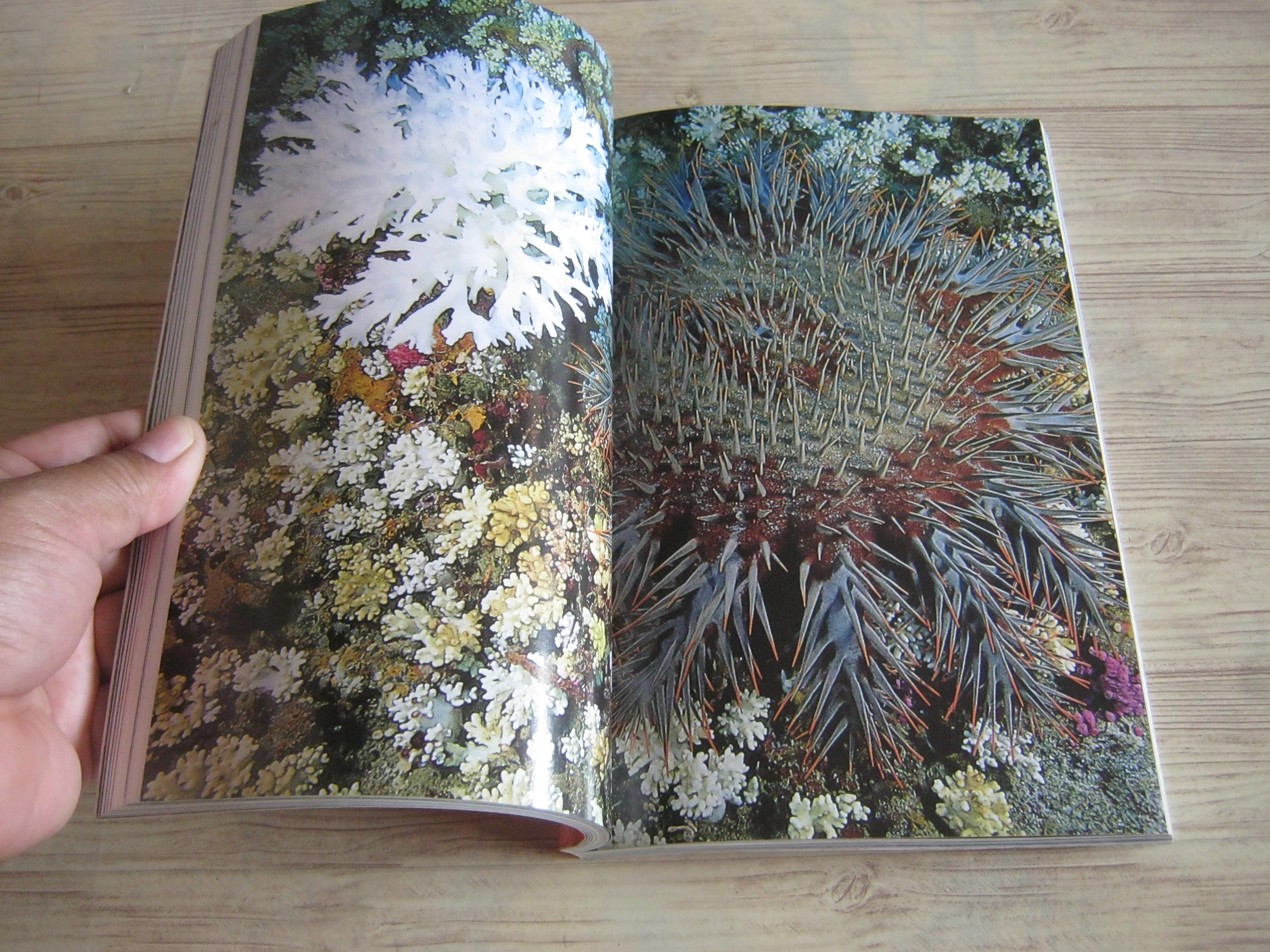 คู่มืออันดามัน ปะการัง พังงา สึนามิ โดย ธรณ์ ธำรงนาวาสวัสดิ์และศักดิ์อนันต์ ปลาทอง