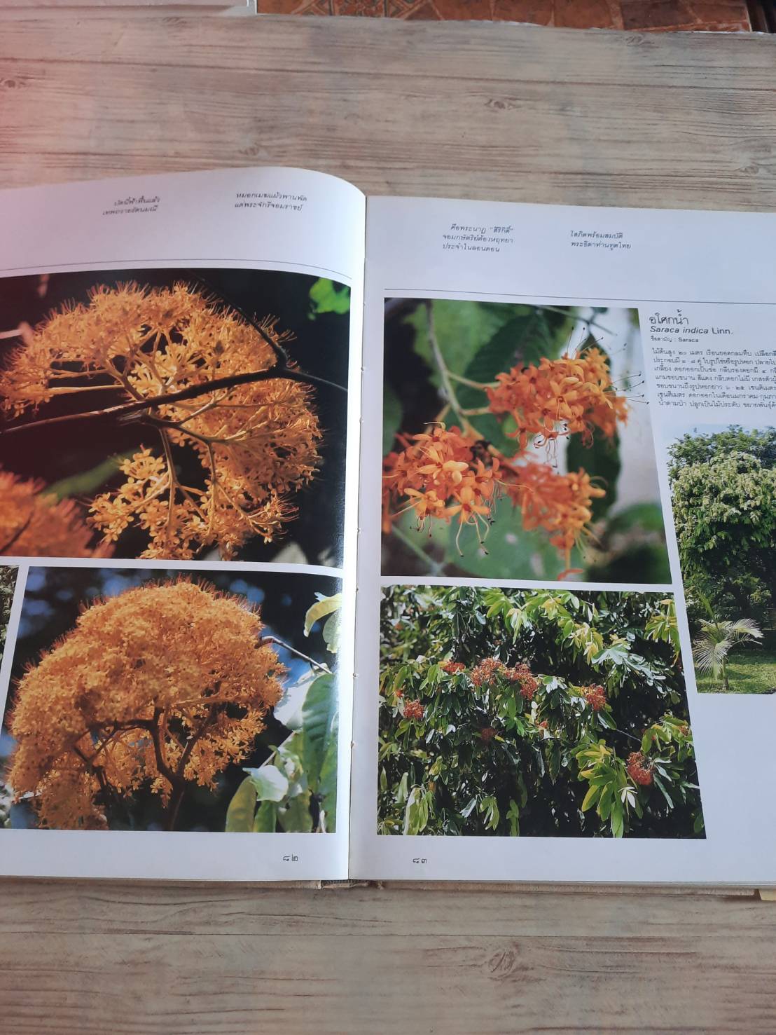 พรรณไม้ในสวนหลวง ร.๙